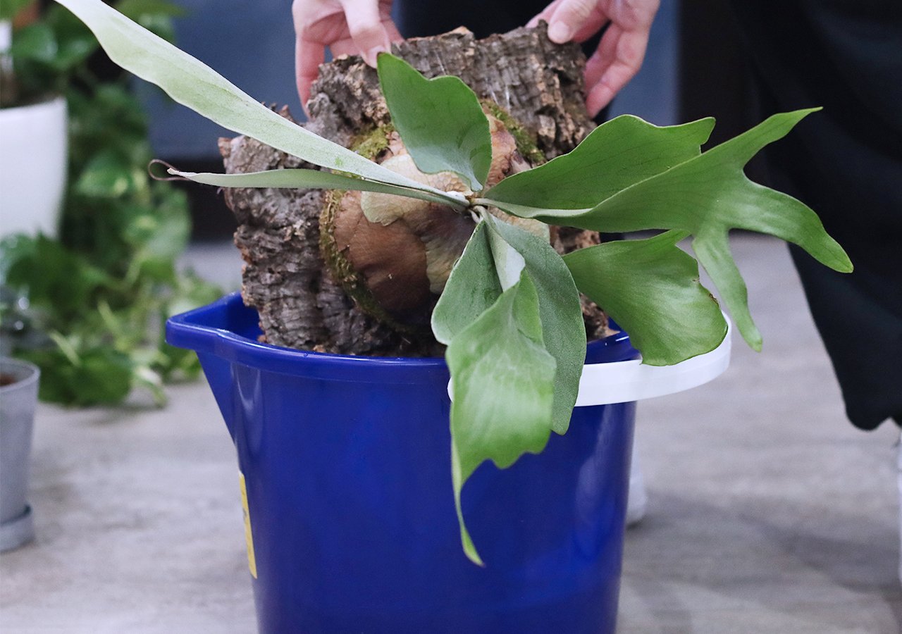 買ってよかった「着生植物の水やり用ケース」｜タカノ / DUCK WORKS