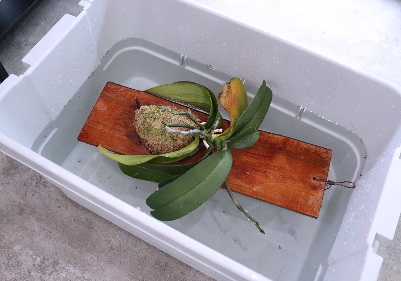 買ってよかった「着生植物の水やり用ケース」｜タカノ / DUCK WORKS