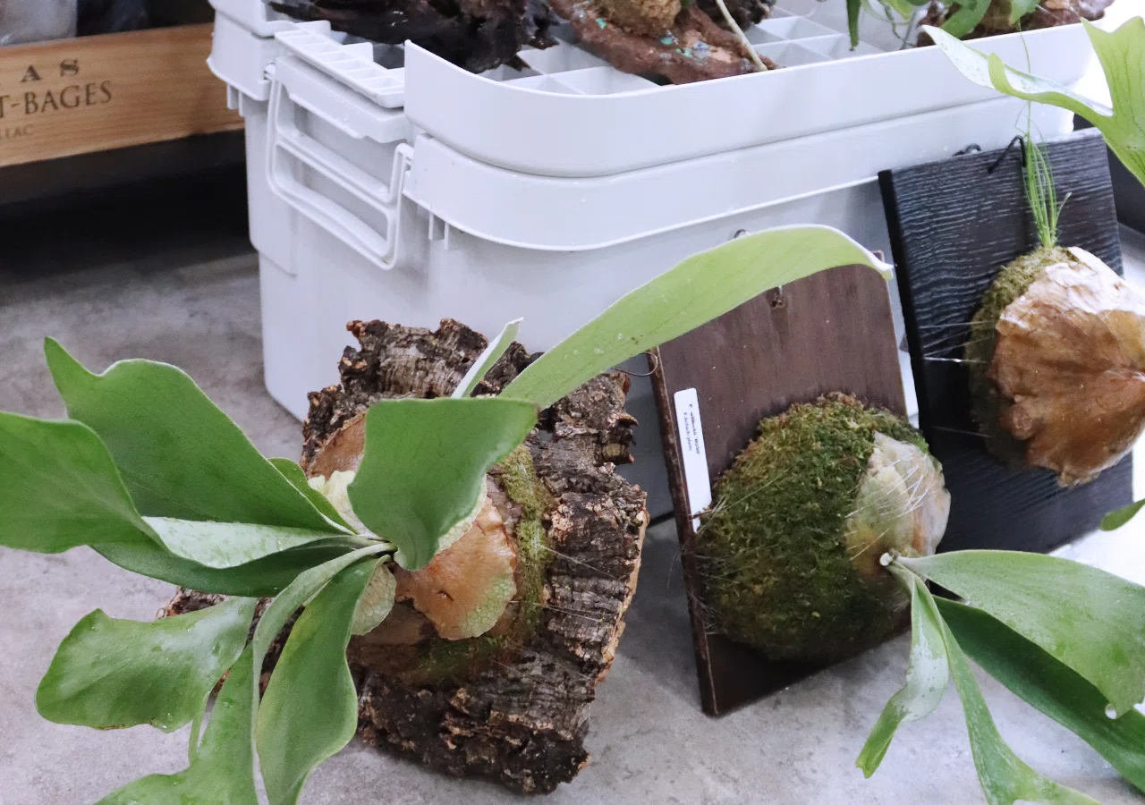 買ってよかった「着生植物の水やり用ケース」｜タカノ / DUCK WORKS