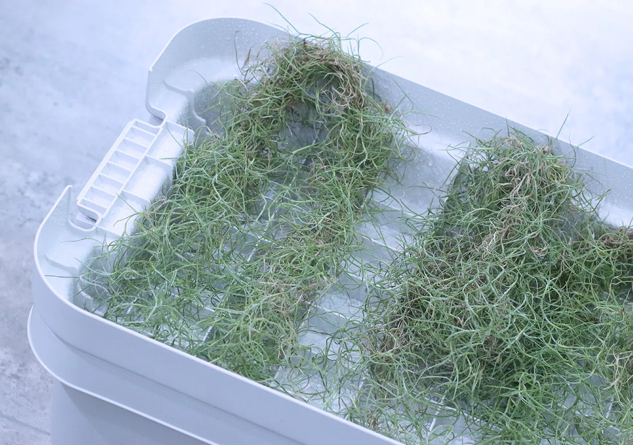 買ってよかった「着生植物の水やり用ケース」｜タカノ / DUCK WORKS