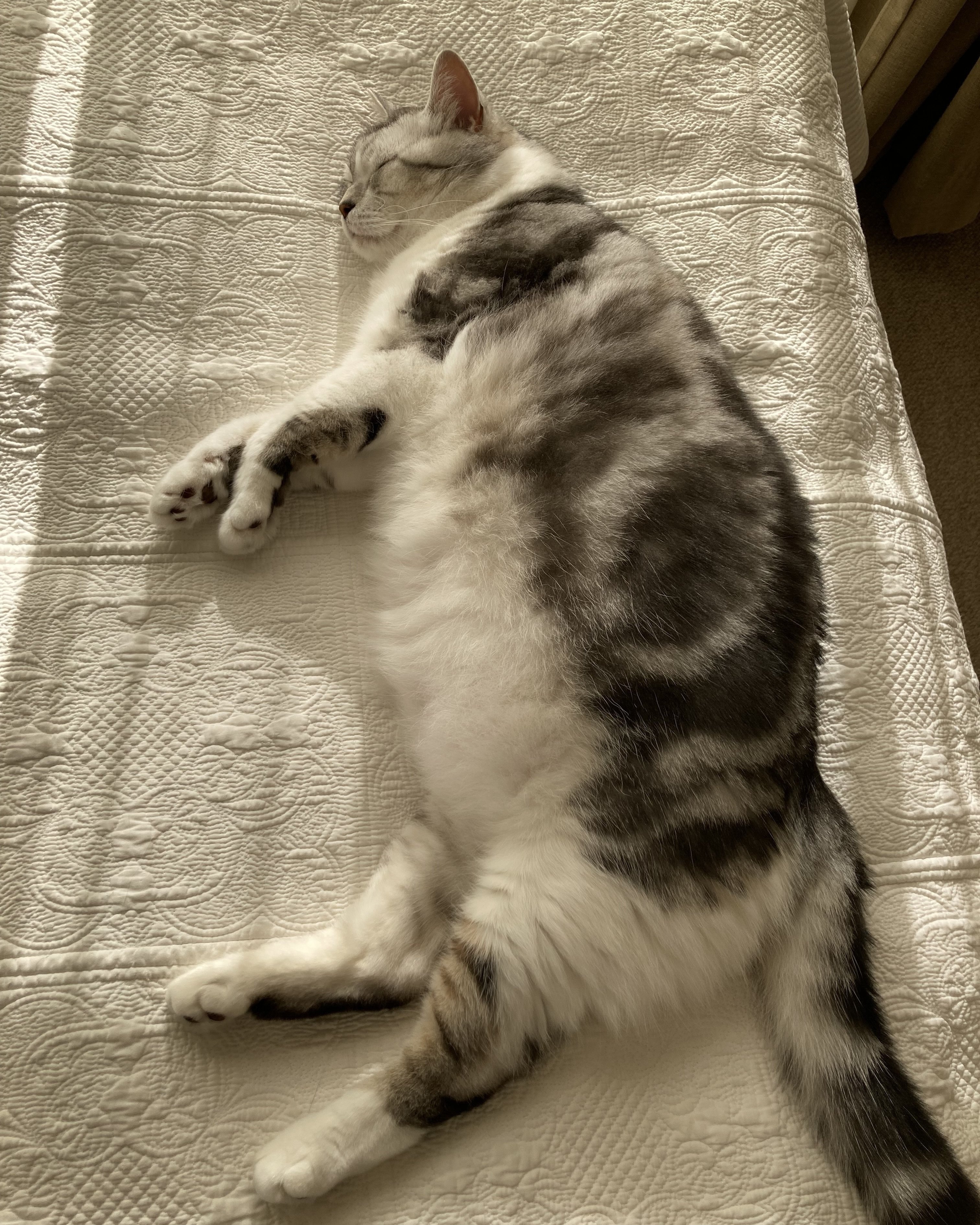 2月22日は「にゃんにゃんにゃんの日」！集まれmediba社員自慢の猫たち