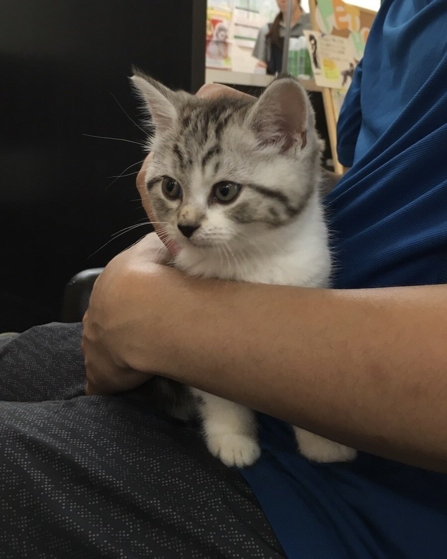 2月22日は「にゃんにゃんにゃんの日」！集まれmediba社員自慢の猫たち