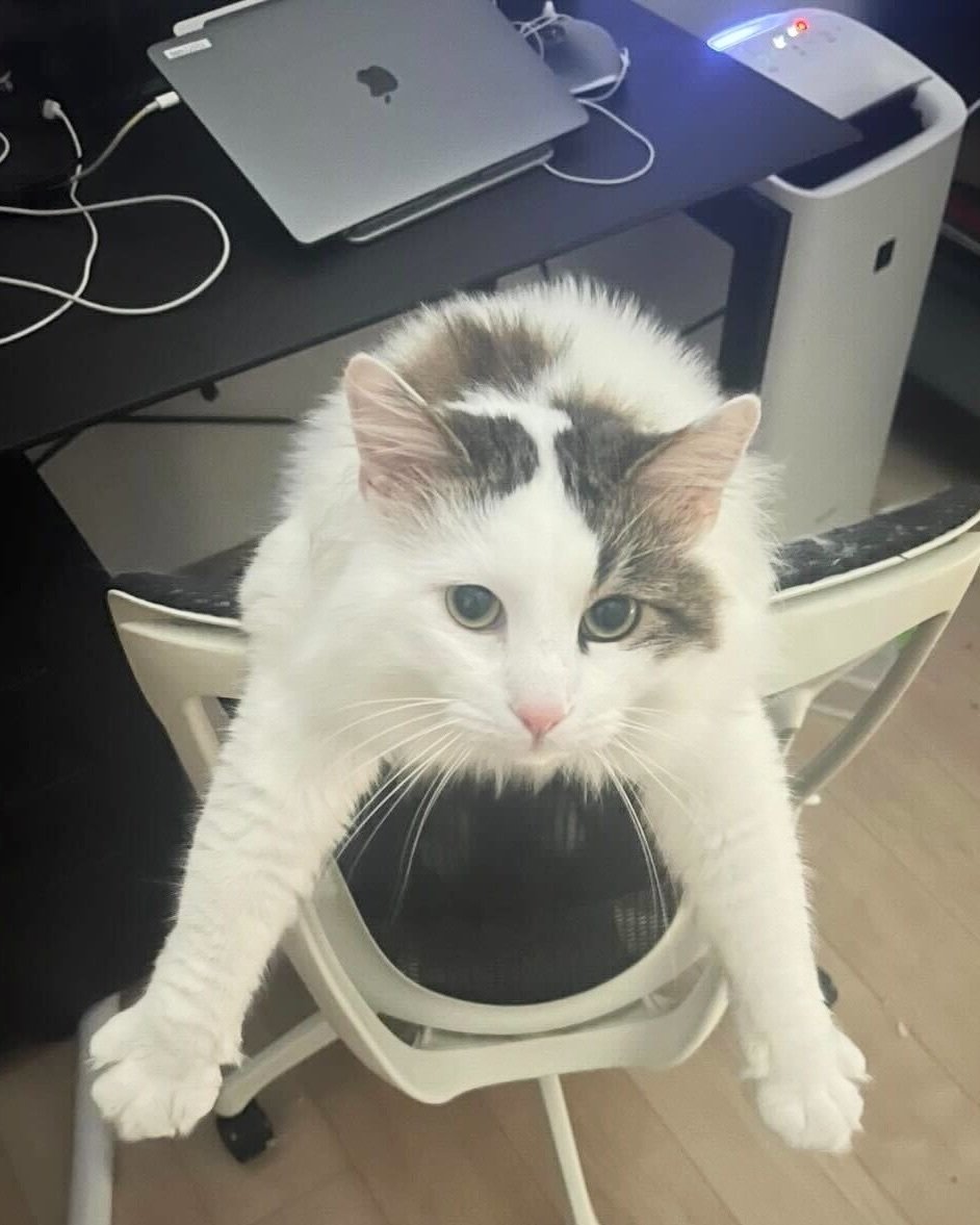 2月22日は「にゃんにゃんにゃんの日」！集まれmediba社員自慢の猫たち