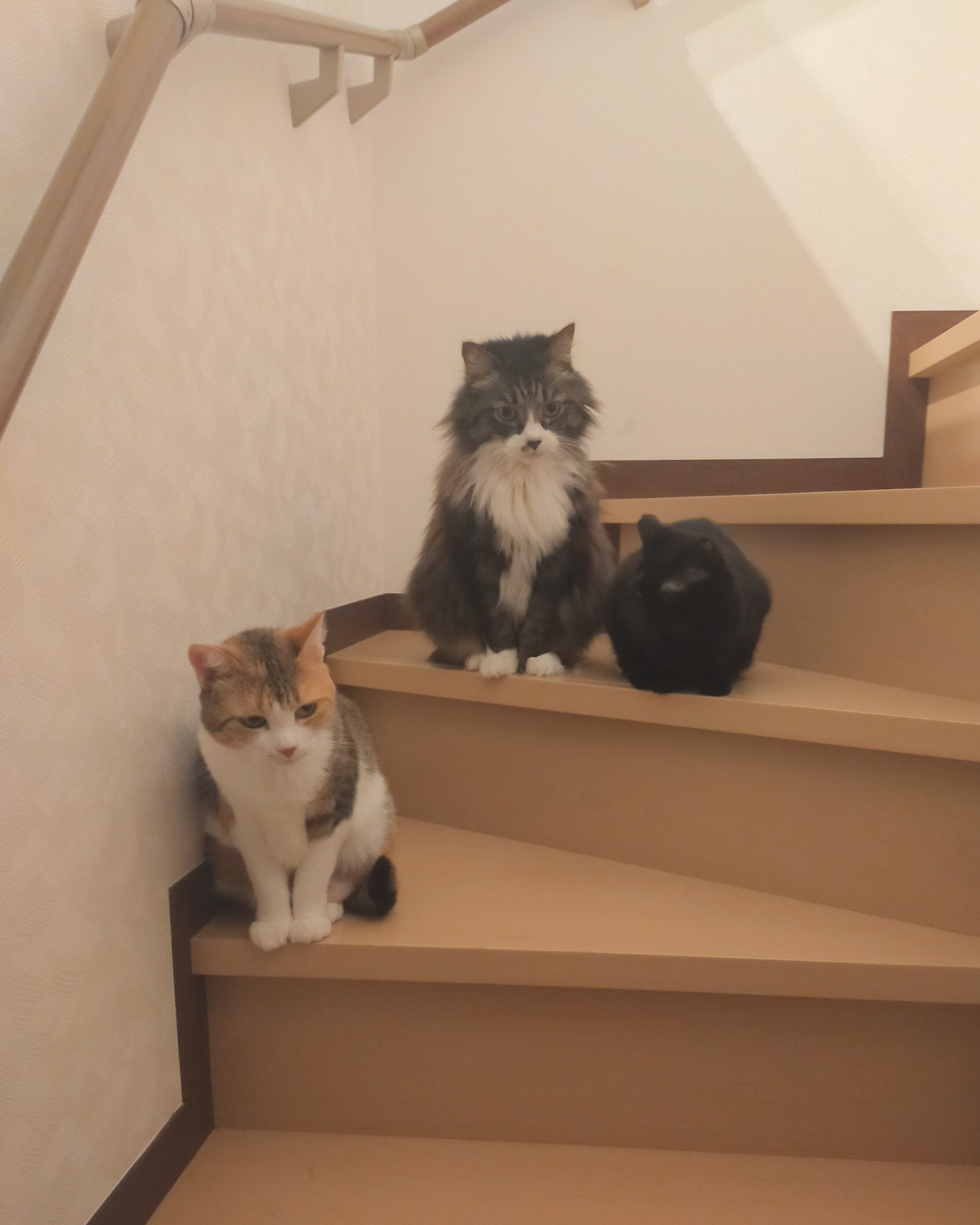 2月22日は「にゃんにゃんにゃんの日」！集まれmediba社員自慢の猫たち