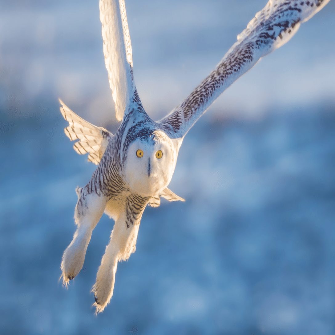 シカゴでバードウォッチング！】 Snowy Owl シロフクロウ｜ローリー