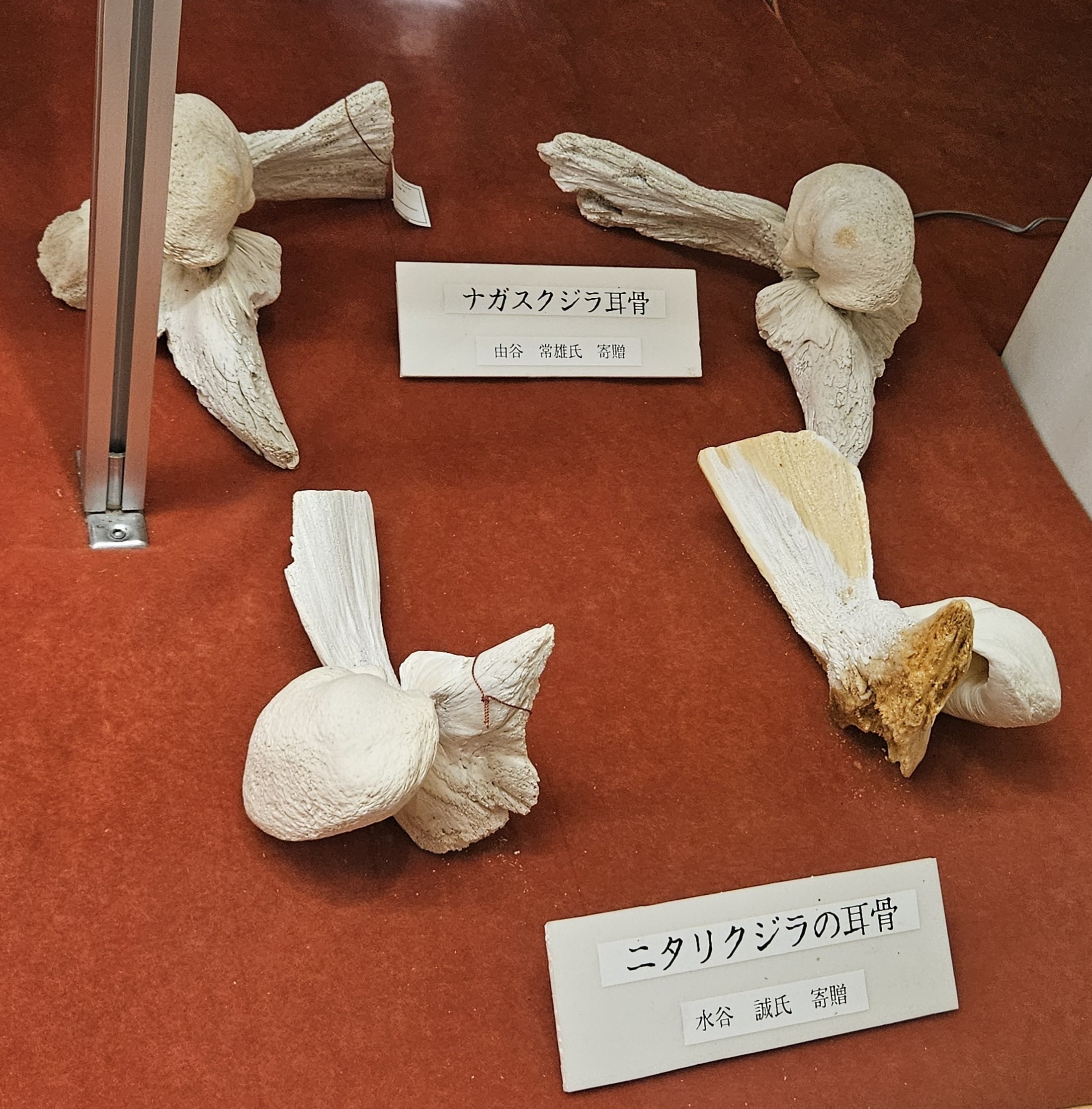 ニタリクジラの耳骨 クジラの耳骨の化石 Fossil Whale Middle Ear Bone(Tympanic