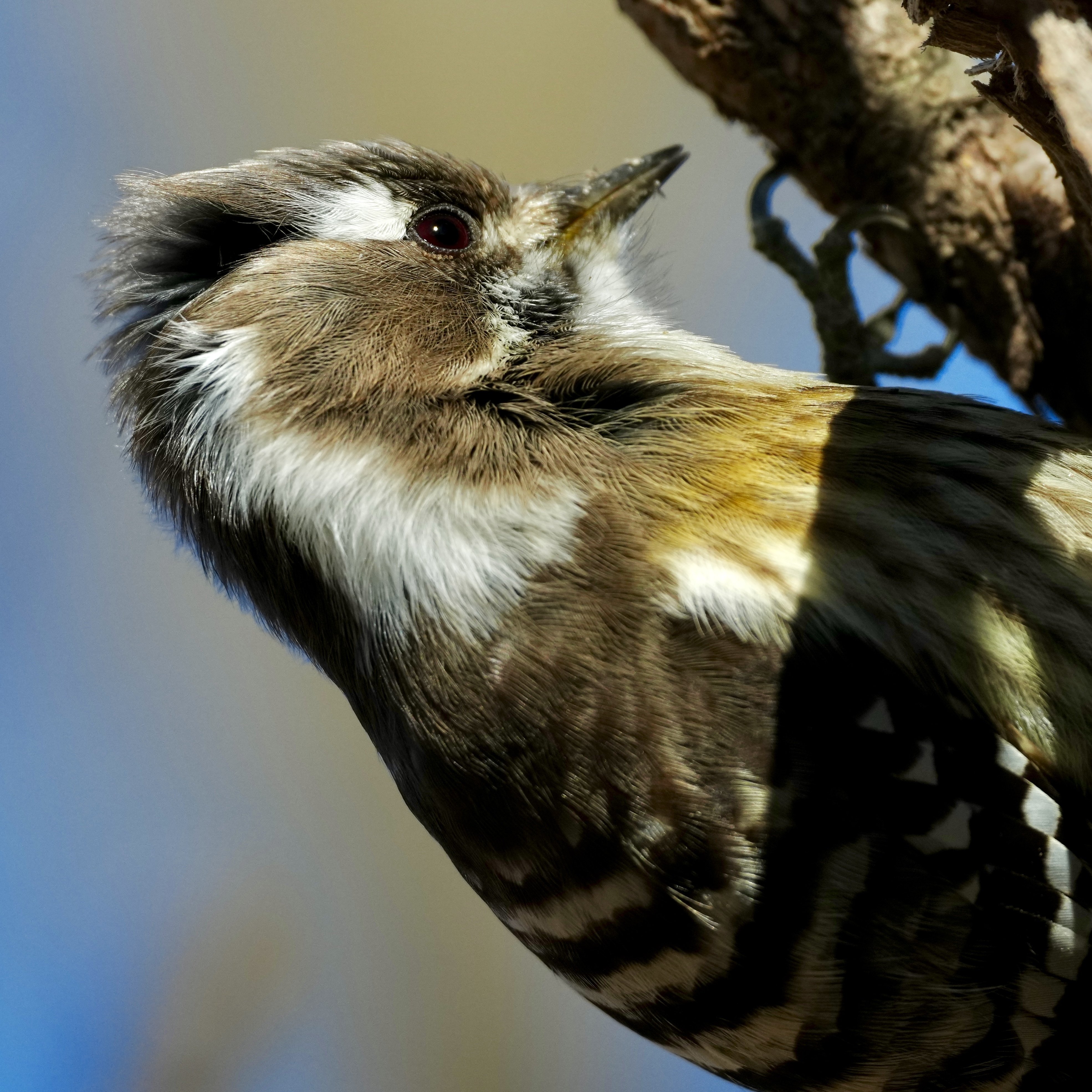 野鳥撮影で可愛いコゲラさんをバキバキに解像させるのが私の使命（SONY