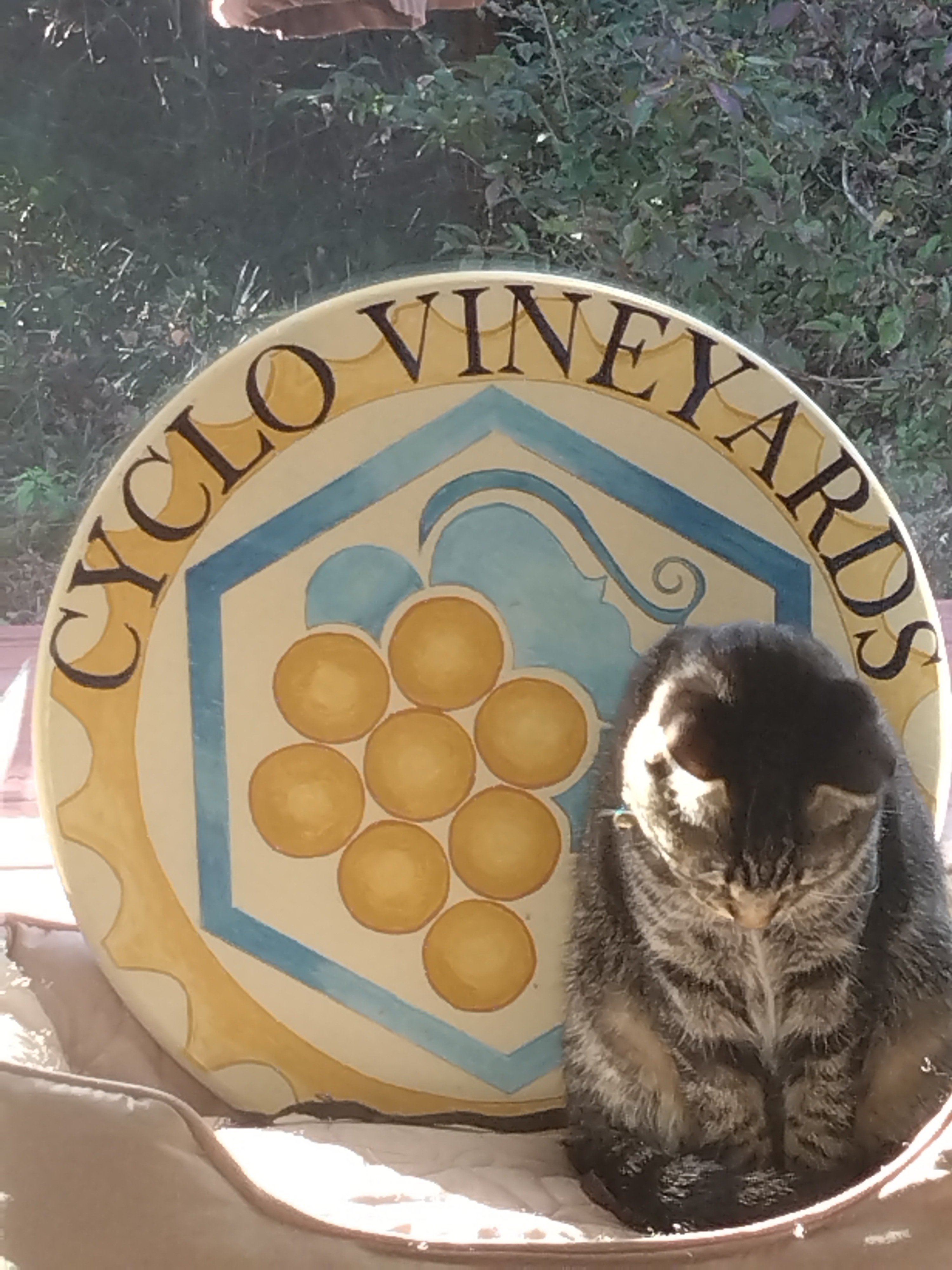 猫専門シャンプーサロン「CAT COIN」 | MIXのネルちゃんご来店