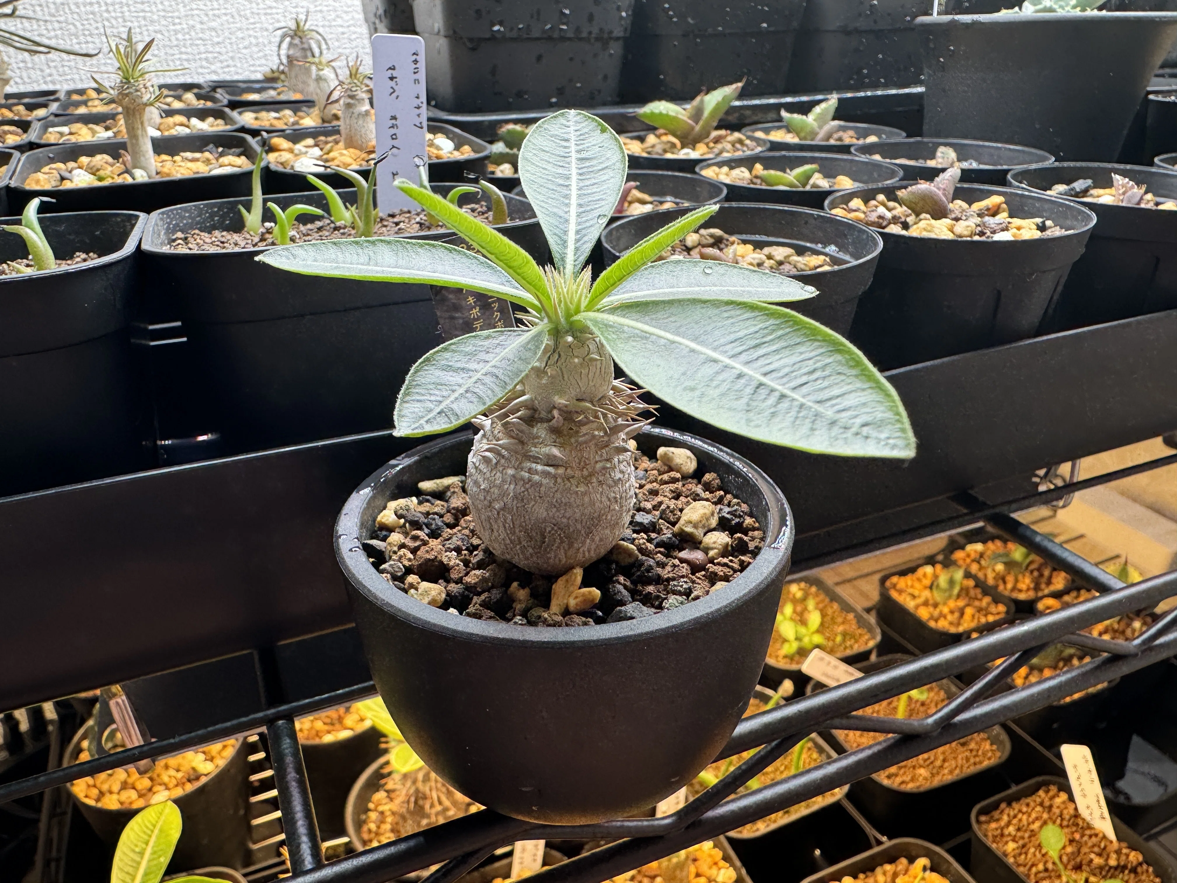 植物】塊根植物・アガベの育成方法｜林檎珈琲