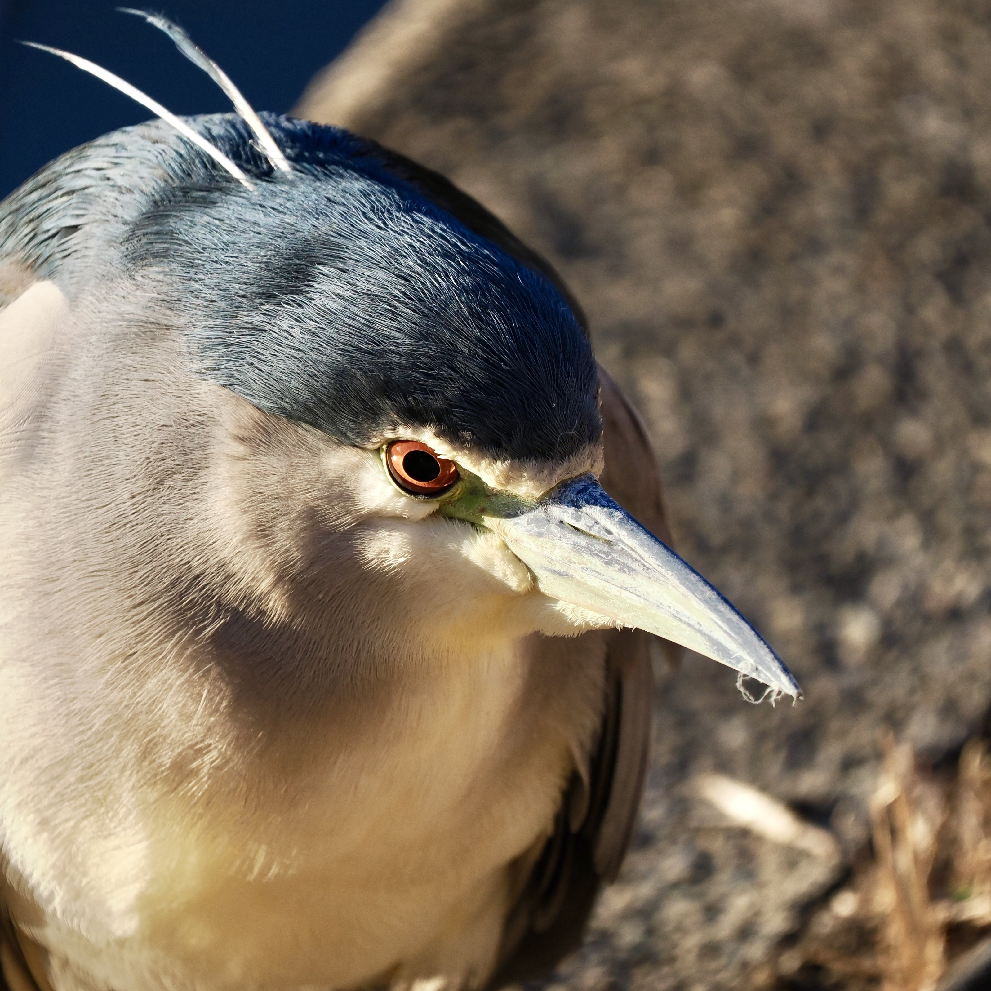 ゴイサギさんが目の前に飛んできてびっくりの野鳥撮影（OM