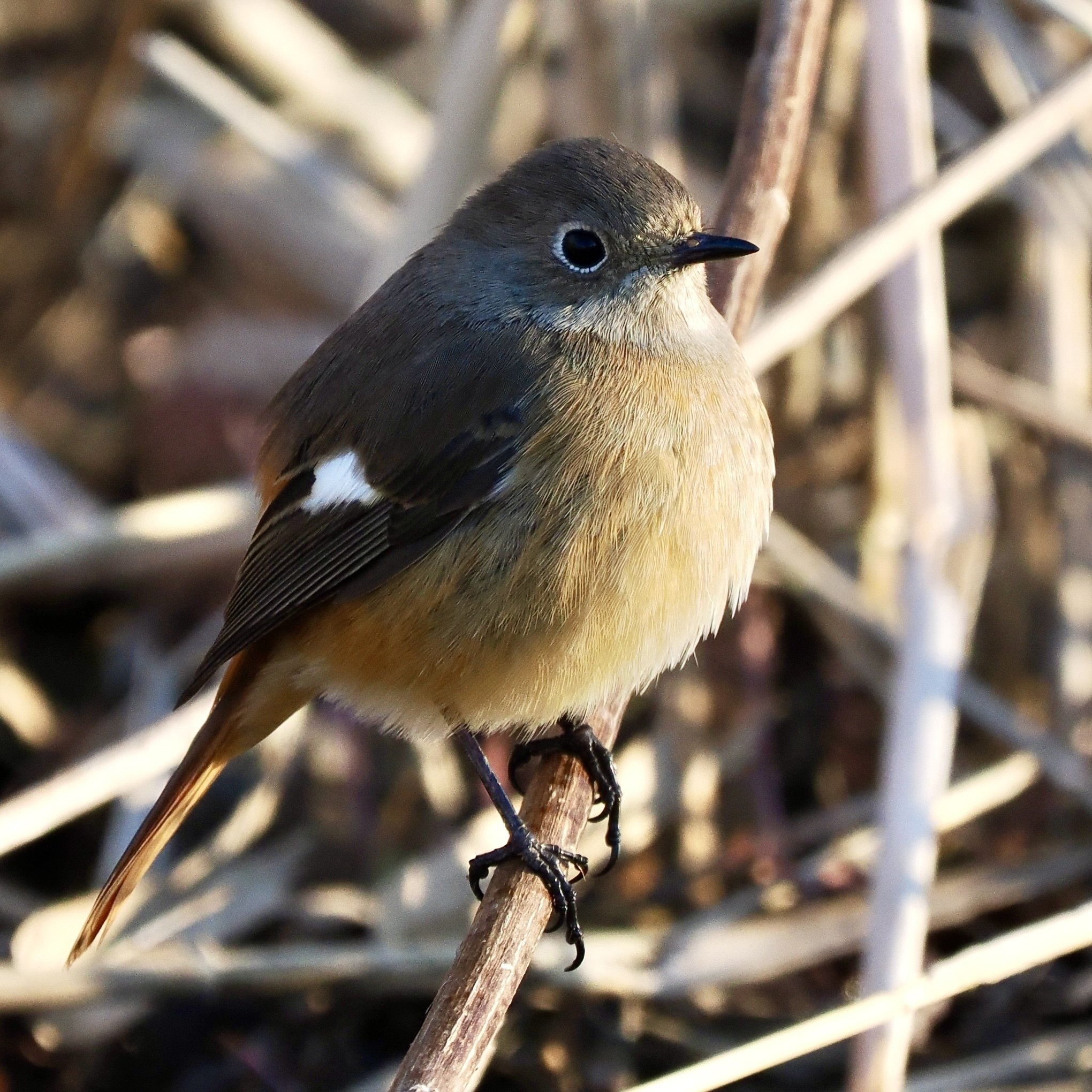 ゴイサギさんが目の前に飛んできてびっくりの野鳥撮影（OM