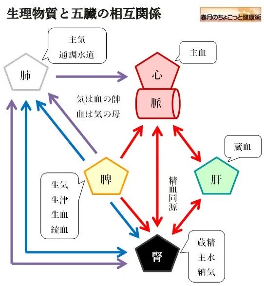 東洋医学における心・脾・肝の相互関係と情志への影響|おからだ治療院