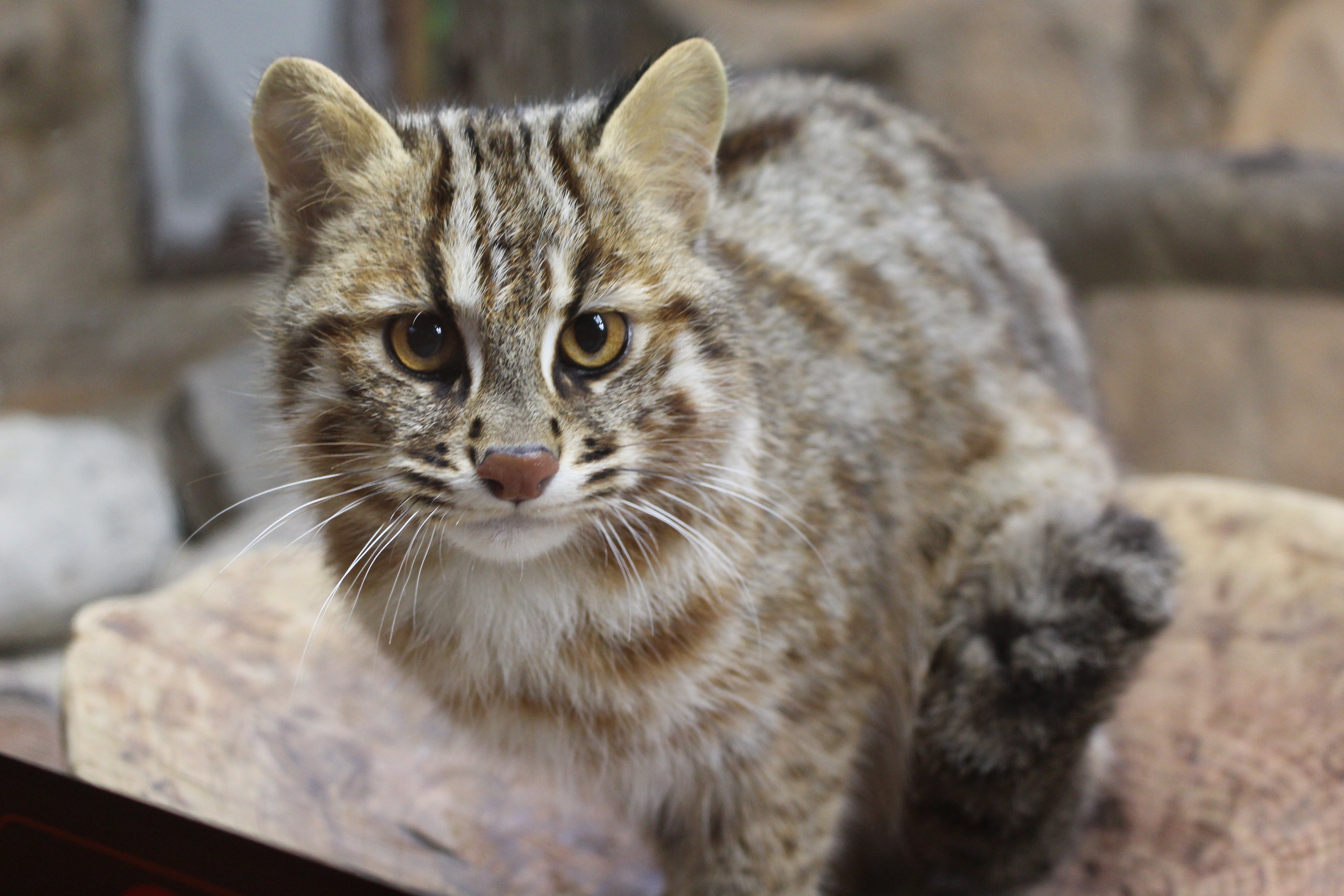 2月22日からツシマヤマネコ一般公開開始します｜那須どうぶつ王国