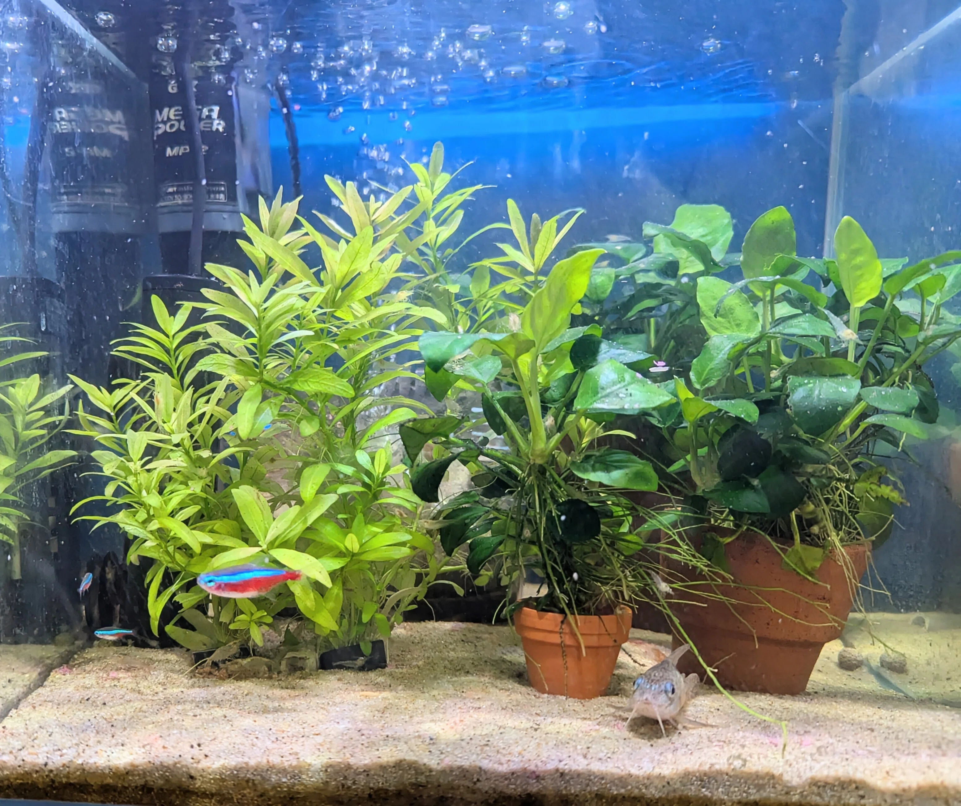仲間が増えた水槽🐠｜しろくまん🌙*