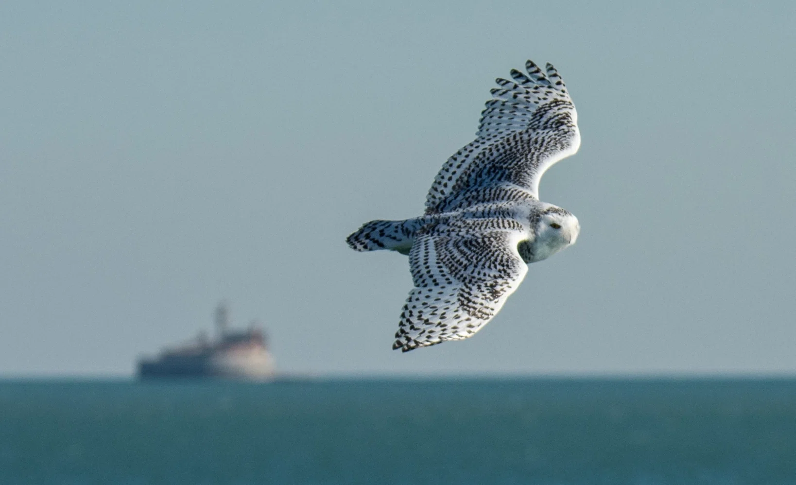 シカゴでバードウォッチング！】 Snowy Owl シロフクロウ｜ローリー