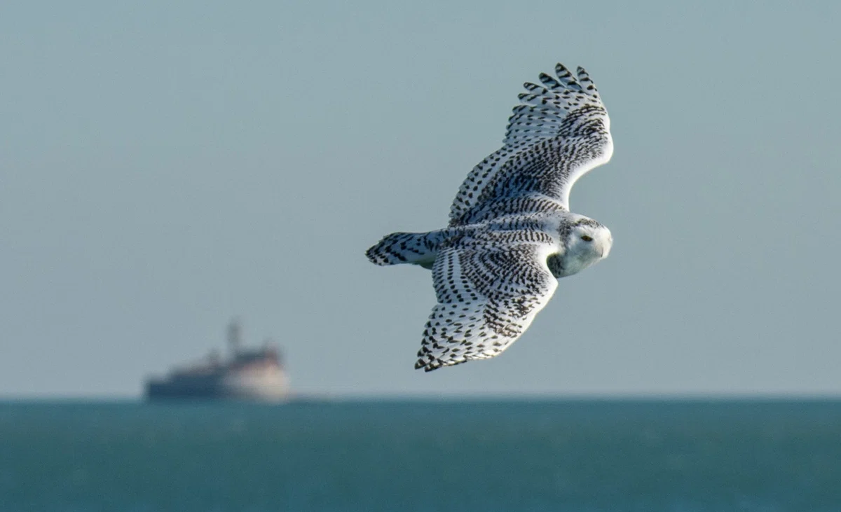 シカゴでバードウォッチング！】 Snowy Owl シロフクロウ｜ローリー