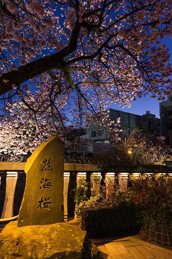 あたみ桜で夜桜さんぽ | Z f + ETZ21 Pro+ TAMRON20-40mm｜borichan