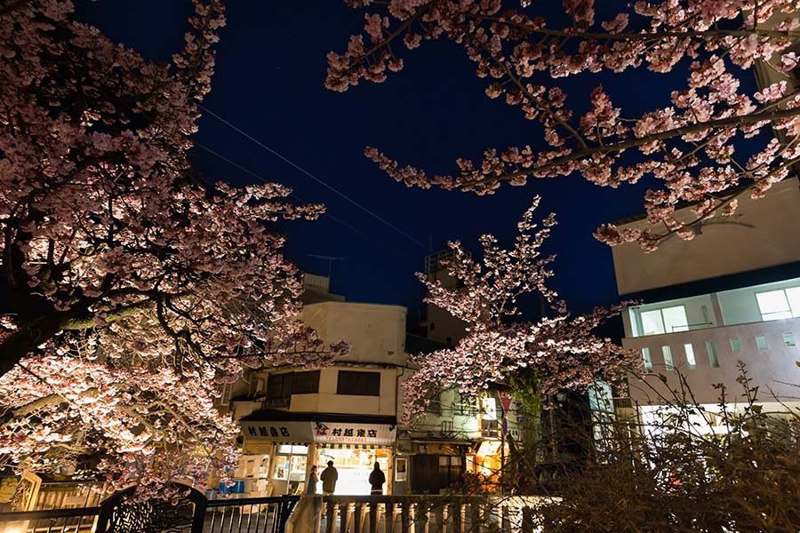 あたみ桜で夜桜さんぽ | Z f + ETZ21 Pro+ TAMRON20-40mm｜borichan