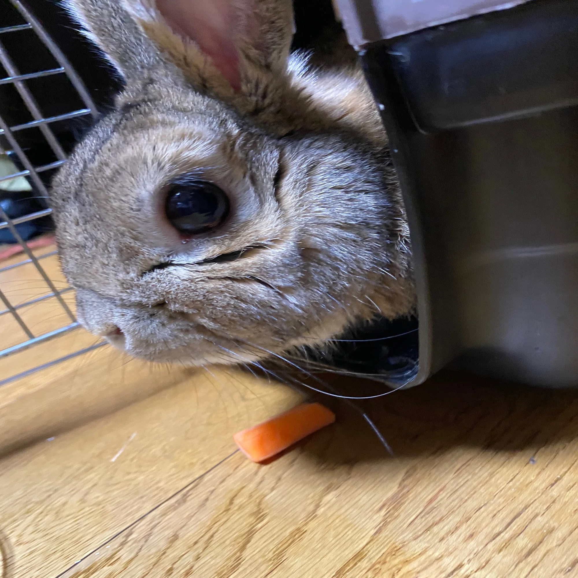捨てられたうさぎを引き取りました。｜一条いろは