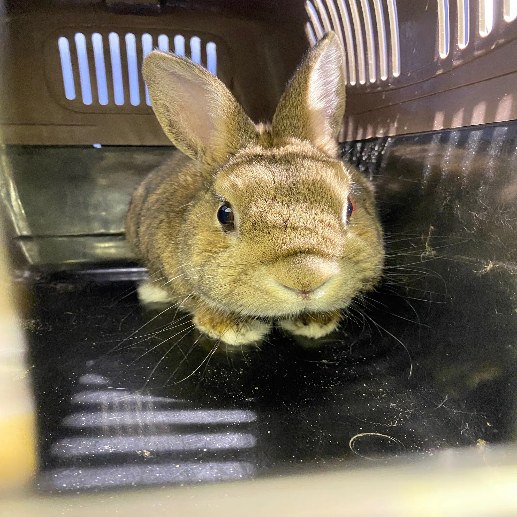 捨てられたうさぎを引き取りました。｜一条いろは
