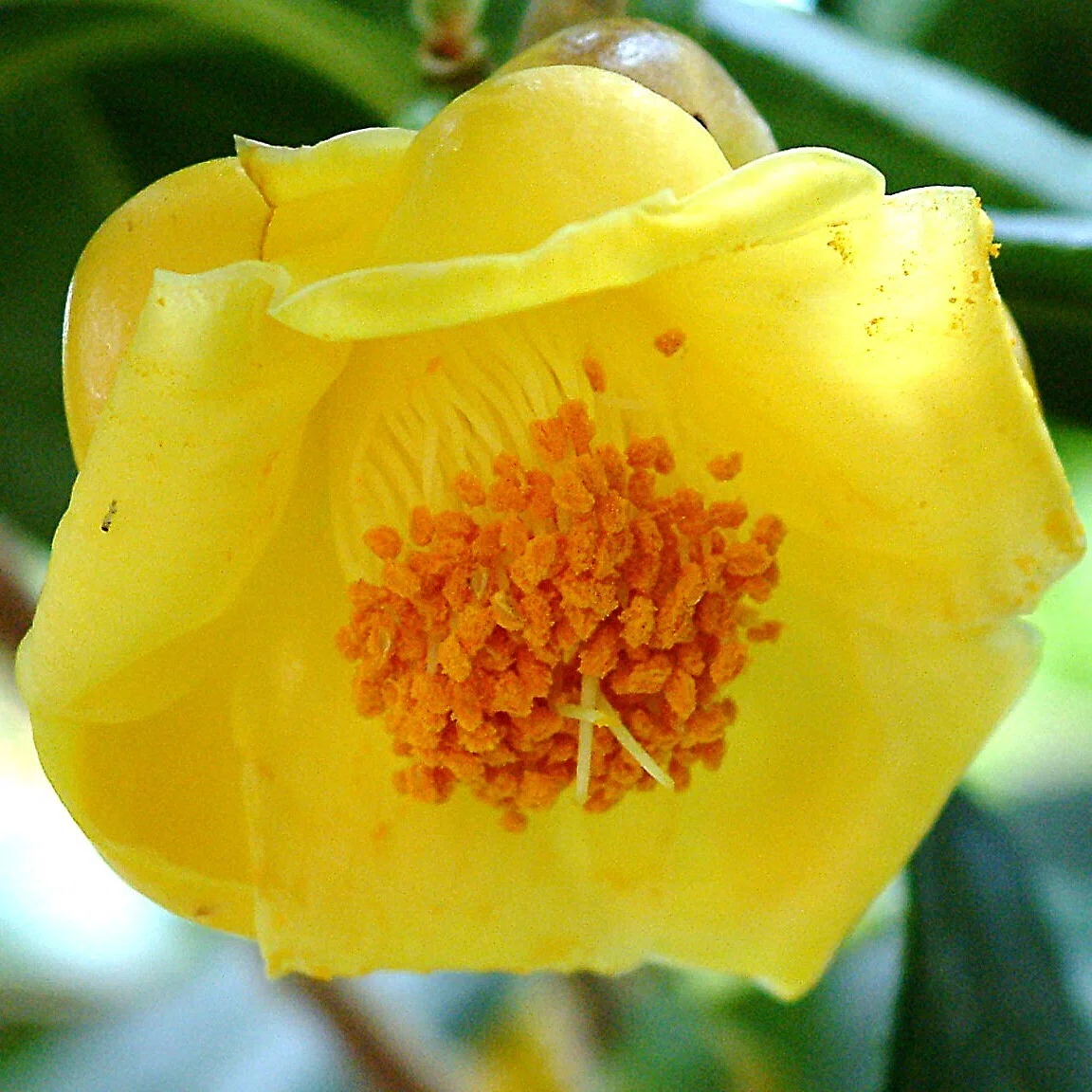 横浜産 黄色ばら さつき枝の販売 黄色いばら 薔薇黄色 ばら黄色さつき枝