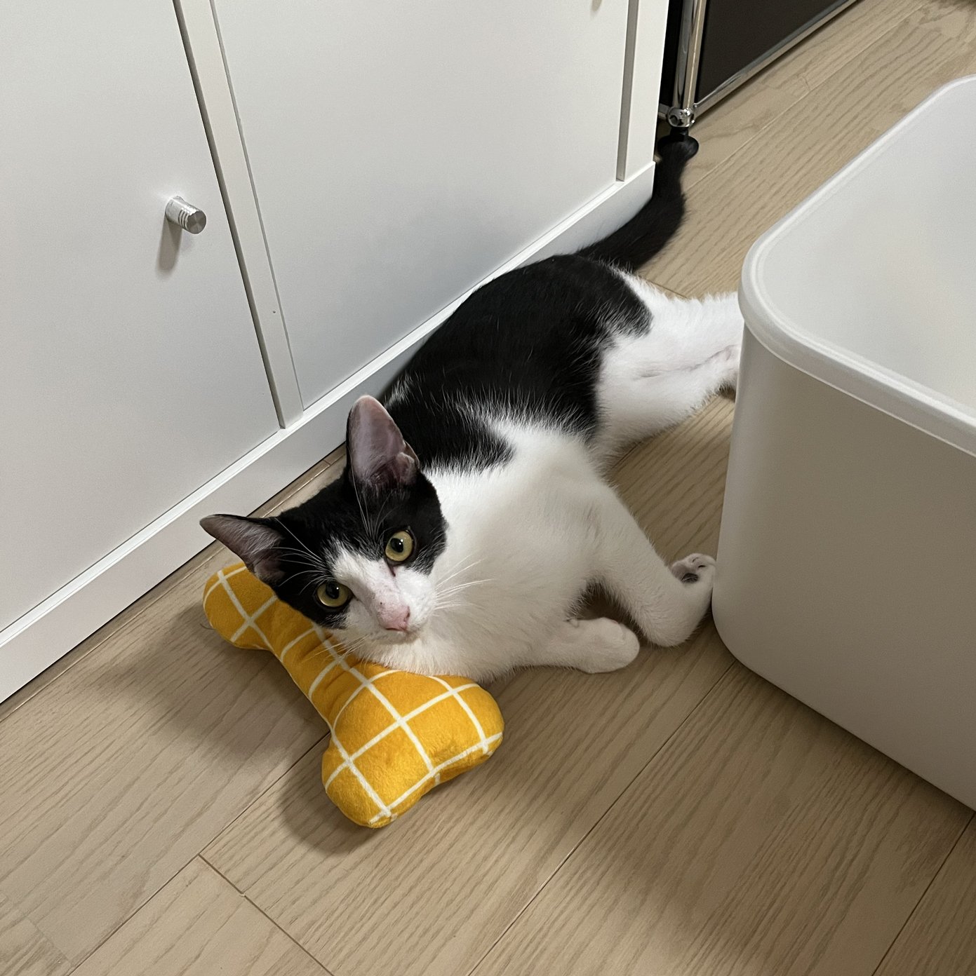 猫との暮らし🐾 | 子猫の記録生後5ヶ月編｜あやぺりと猫