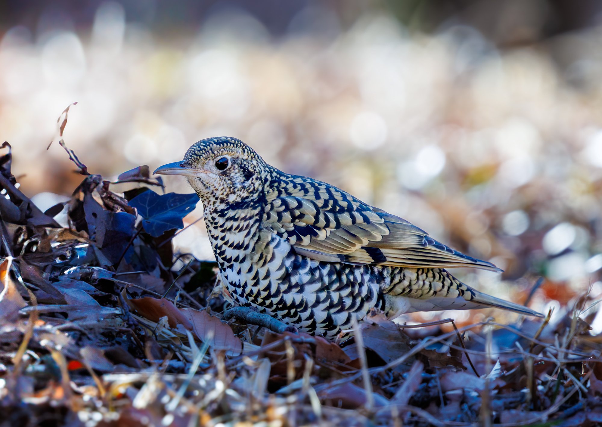 朝日の中のトラツグミ(#2063)｜RURI