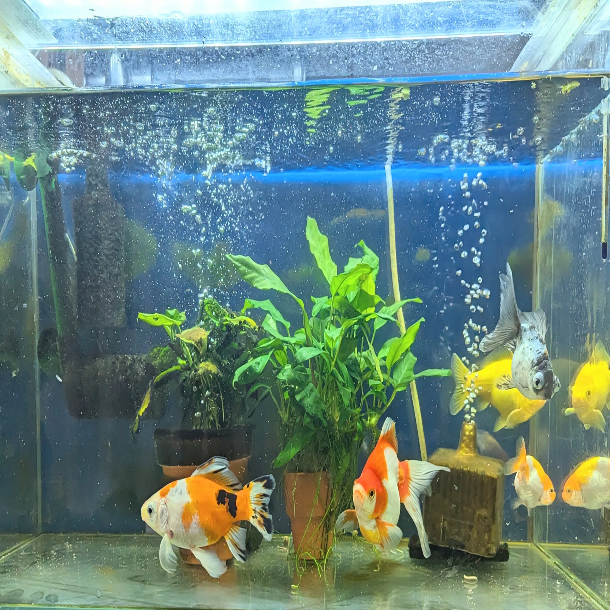 仲間が増えた水槽?｜しろくまん?*