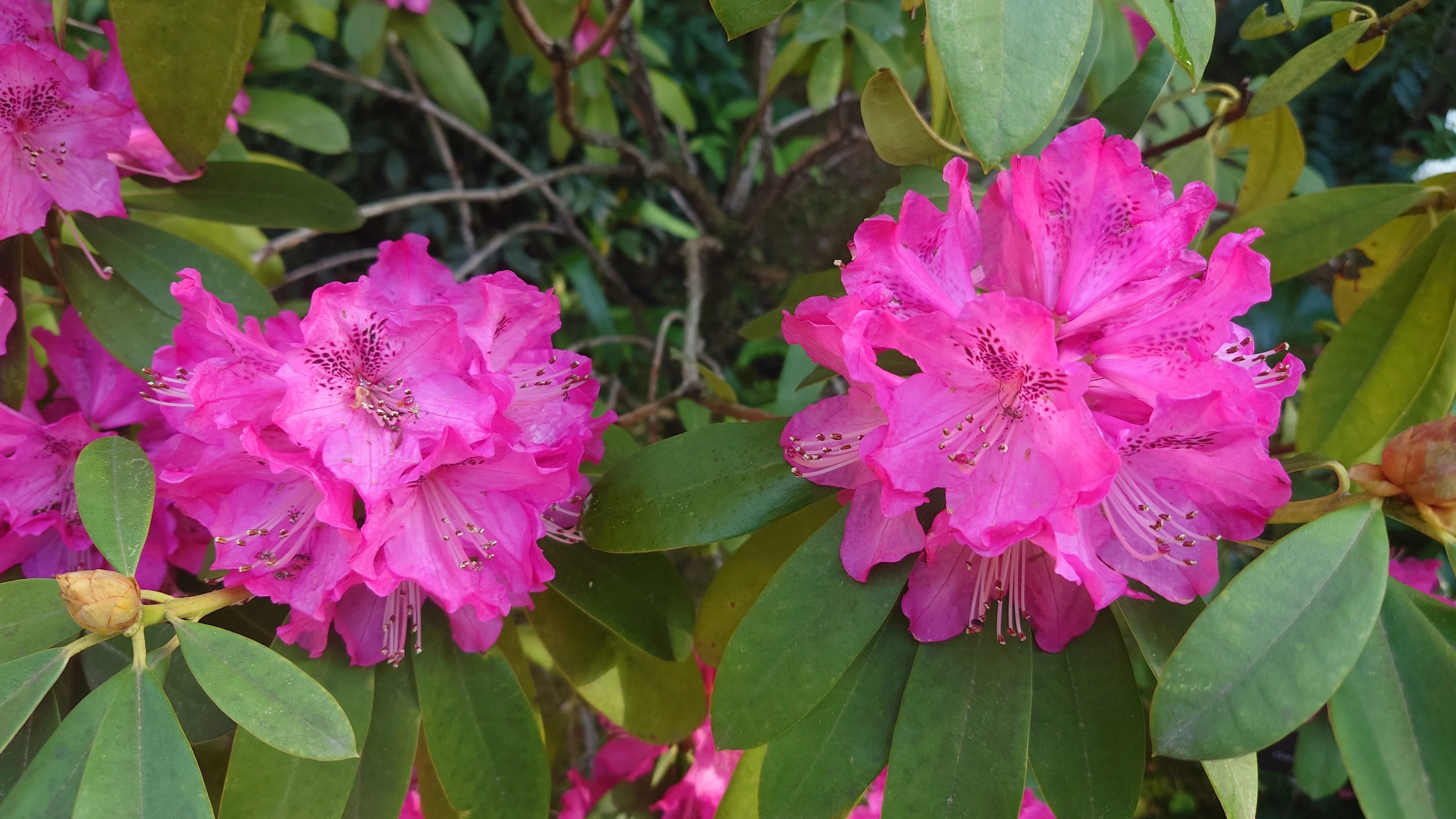 植物好きの視点から読み解く創作物の植物～第3回「咲-Saki- 嶺の上で