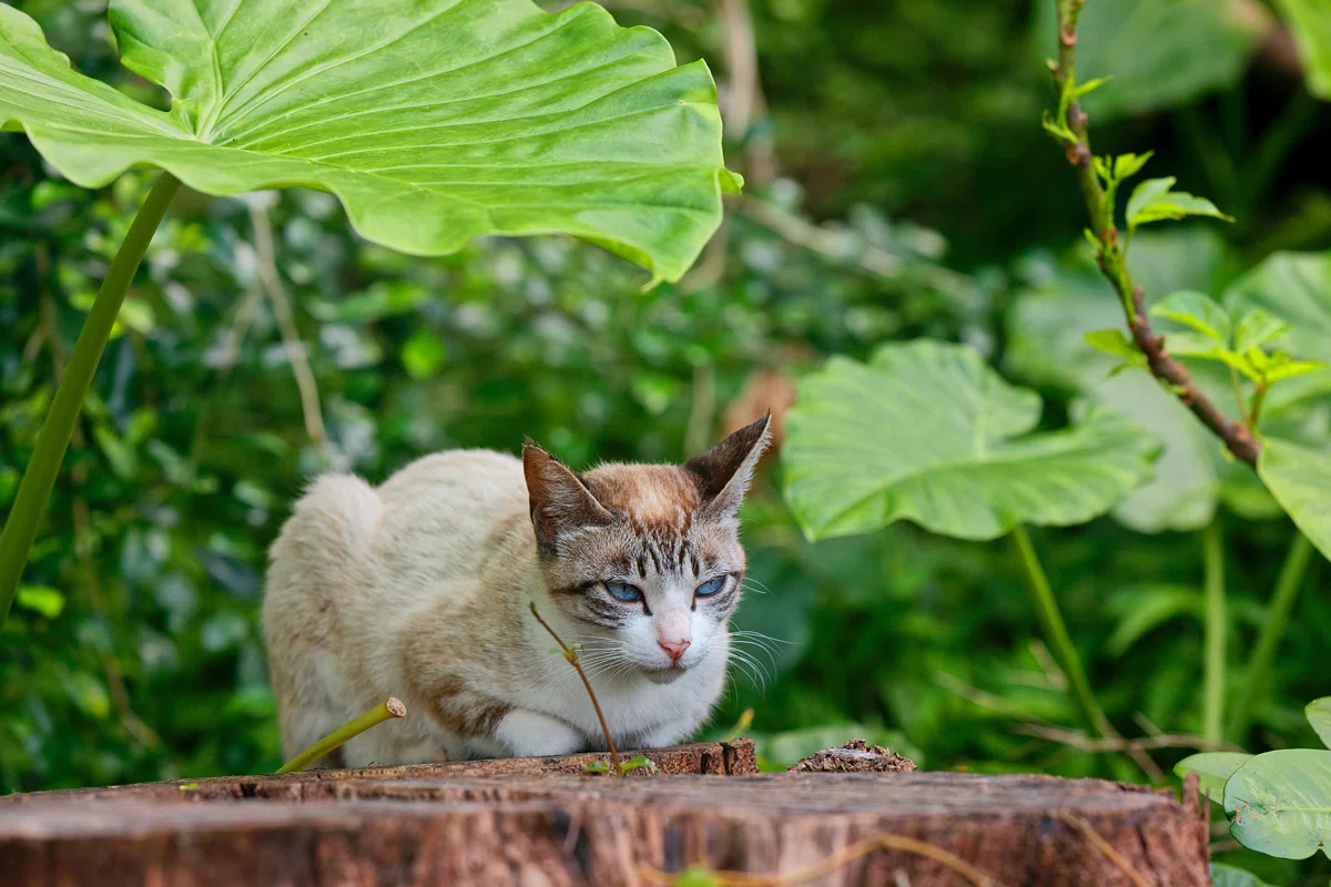 ちょっと可哀想な母猫のお話|Masaki Senko