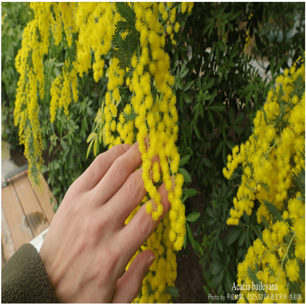 香料作物ミモザの見学に行ってきましたー！｜エフゲニーマエダ（平成