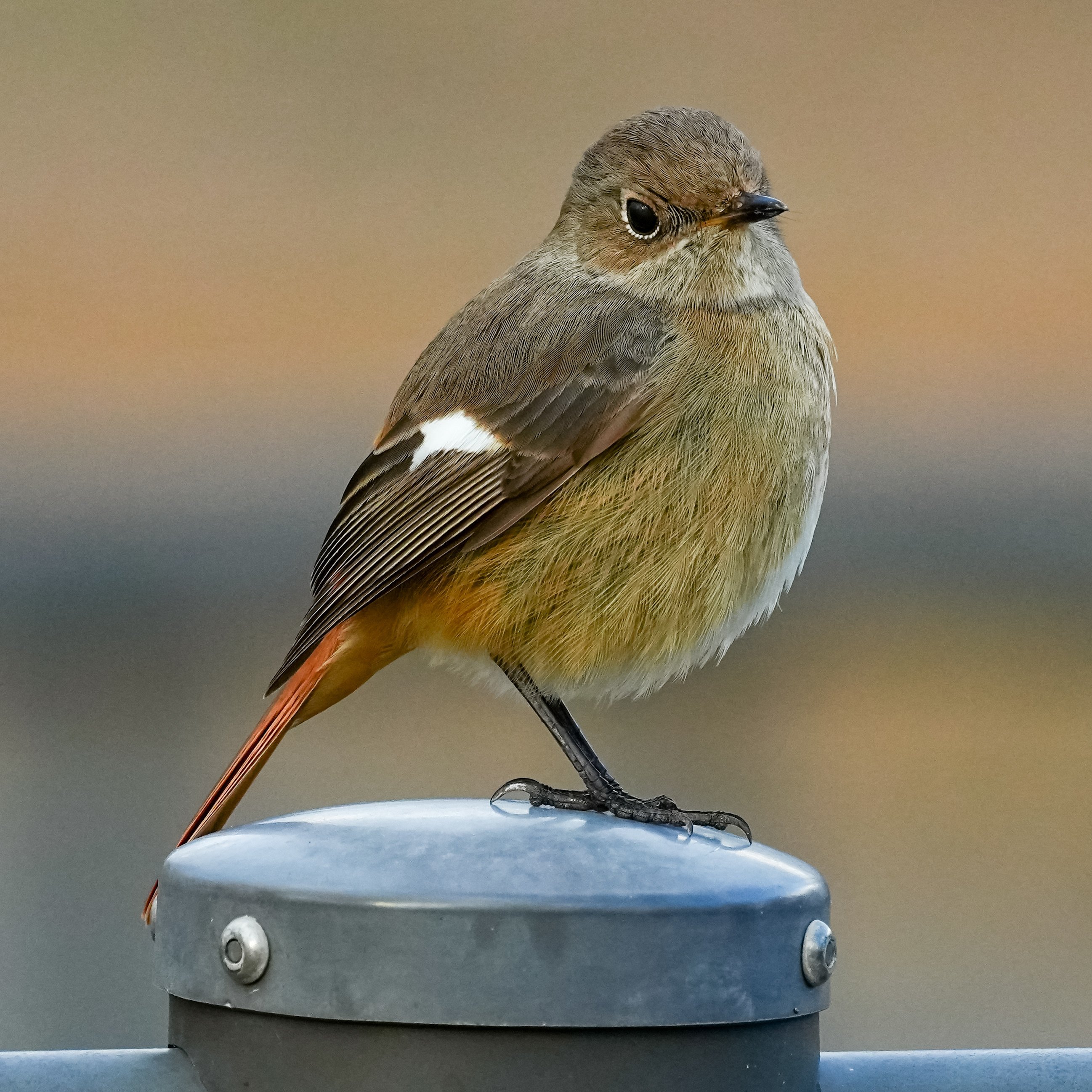 ちょきんぎょ・超レア✳︎カメラ ちょきんぎょ・超レア✳︎カメラ