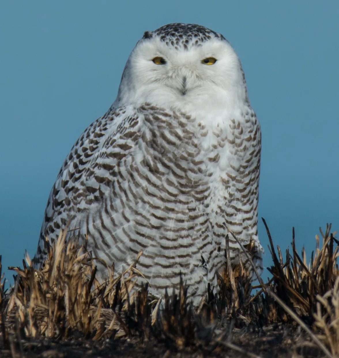 イッタラ　オウル　シロフクロウ イッタラ シロフクロウ Snowy owl イッタラ シロフクロウ iittala
