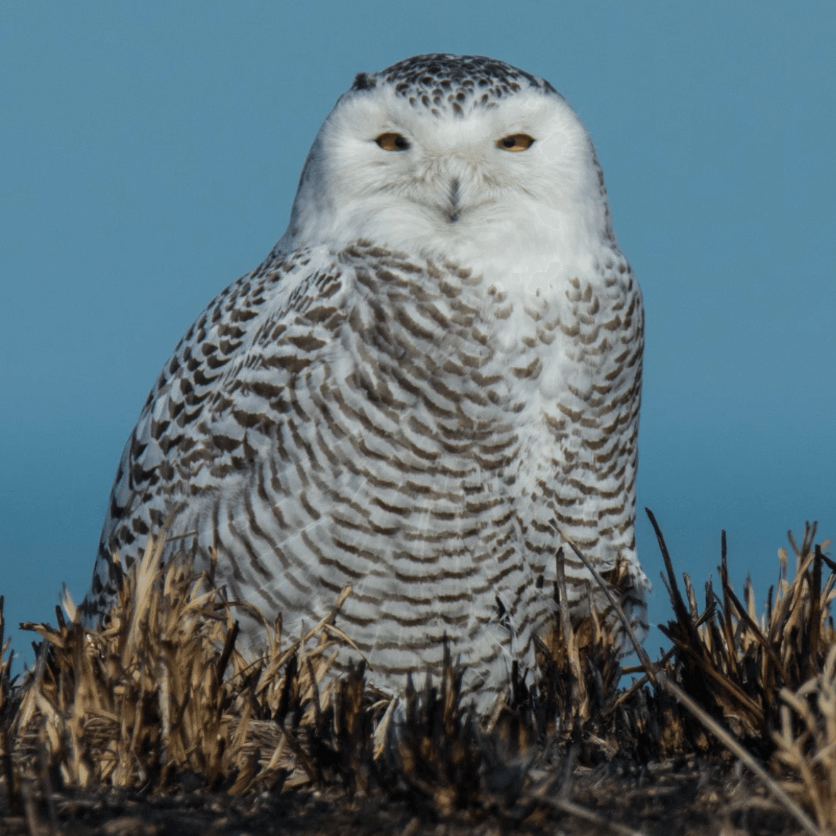 シカゴでバードウォッチング！】 Snowy Owl シロフクロウ｜ローリー