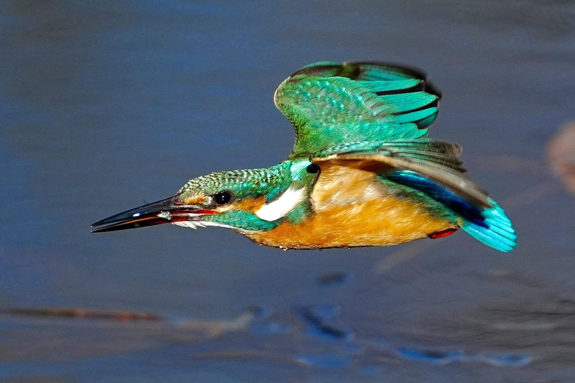 今日も懲りずに野鳥撮影でカワセミの飛び込み（ダイブ）の撮影に