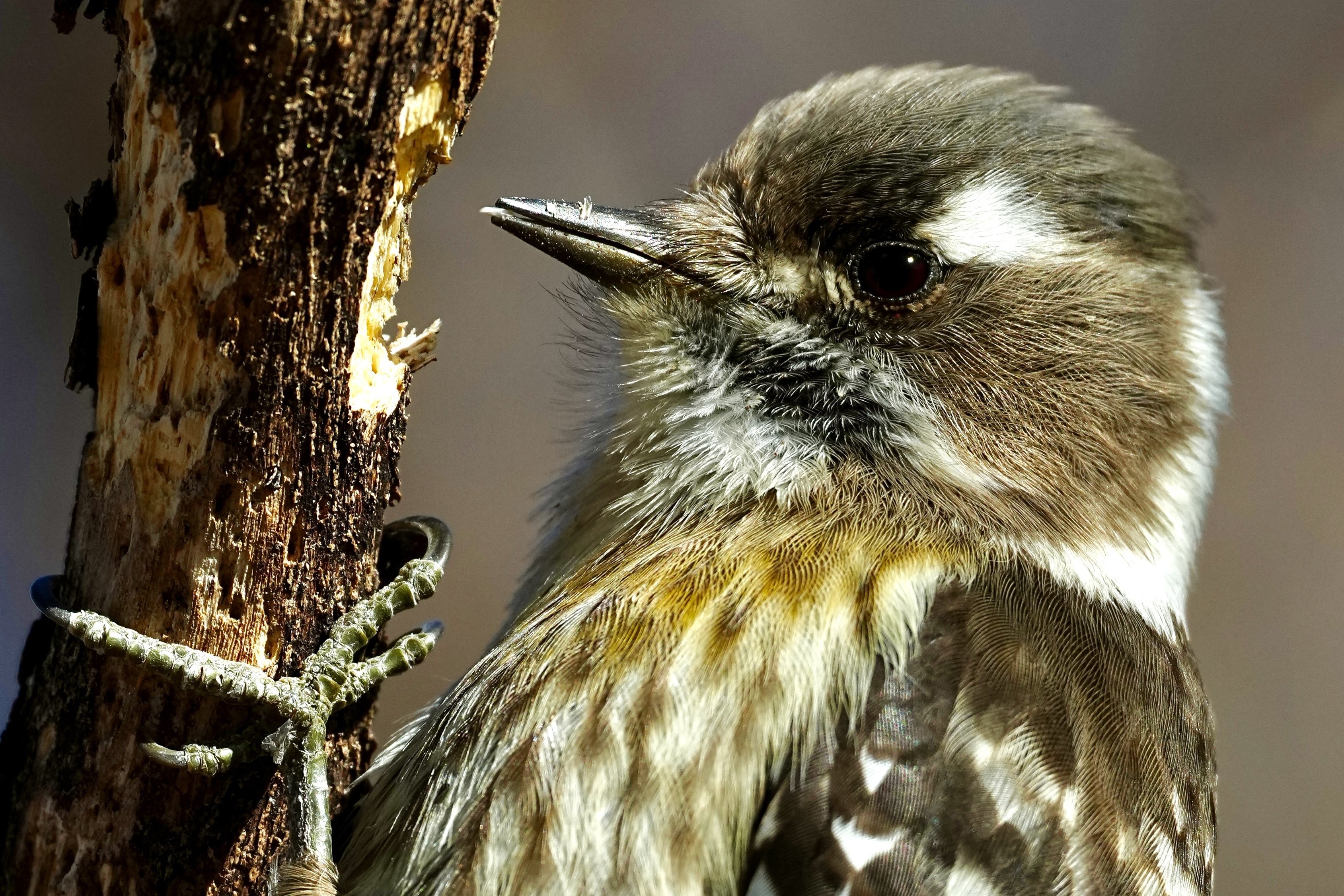 野鳥撮影で可愛いコゲラさんをバキバキに解像させるのが私の使命（SONY