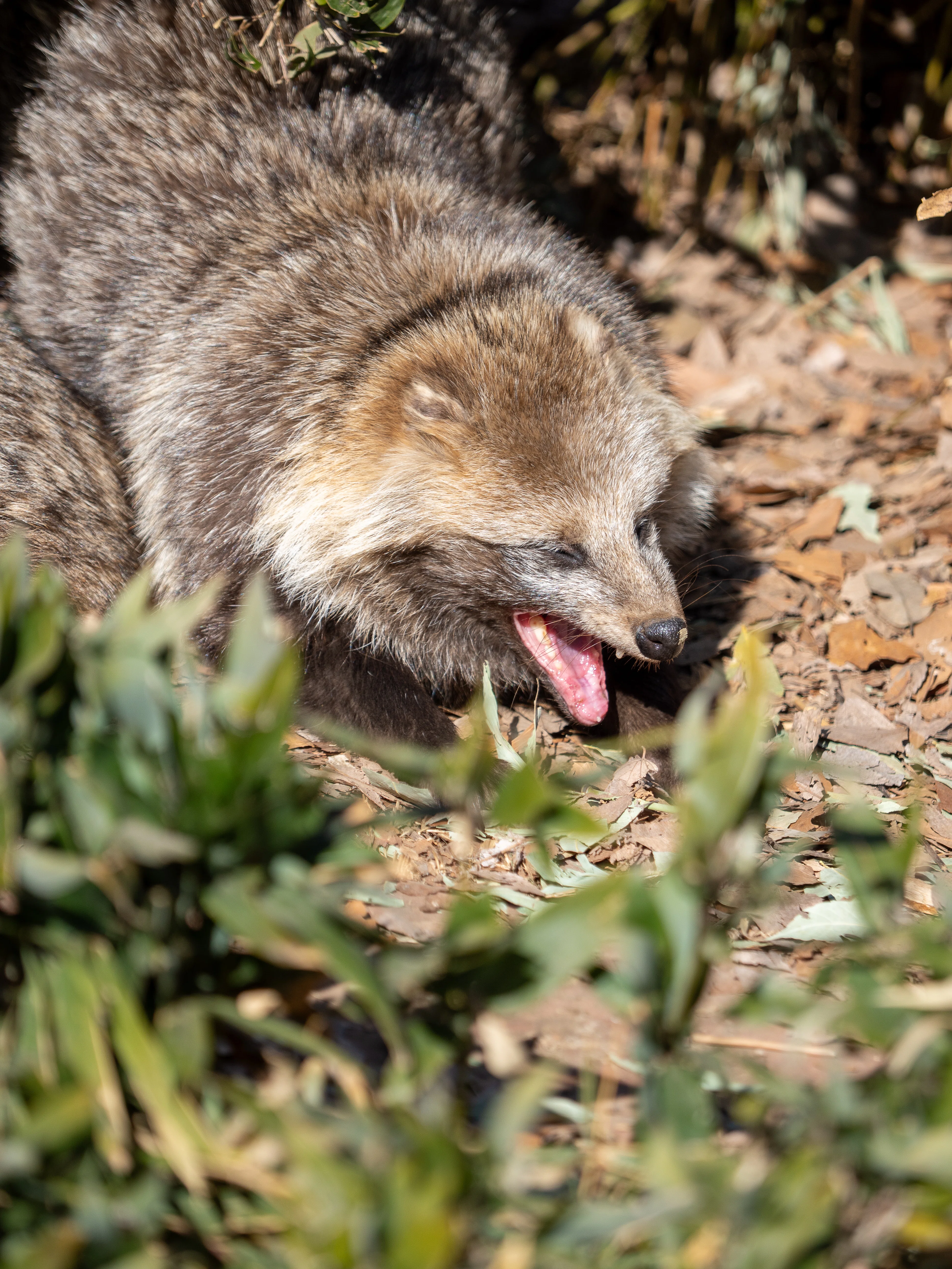 東武動物公園でホワイトタイガーの赤ちゃん公開中！ラクダやシカの餌