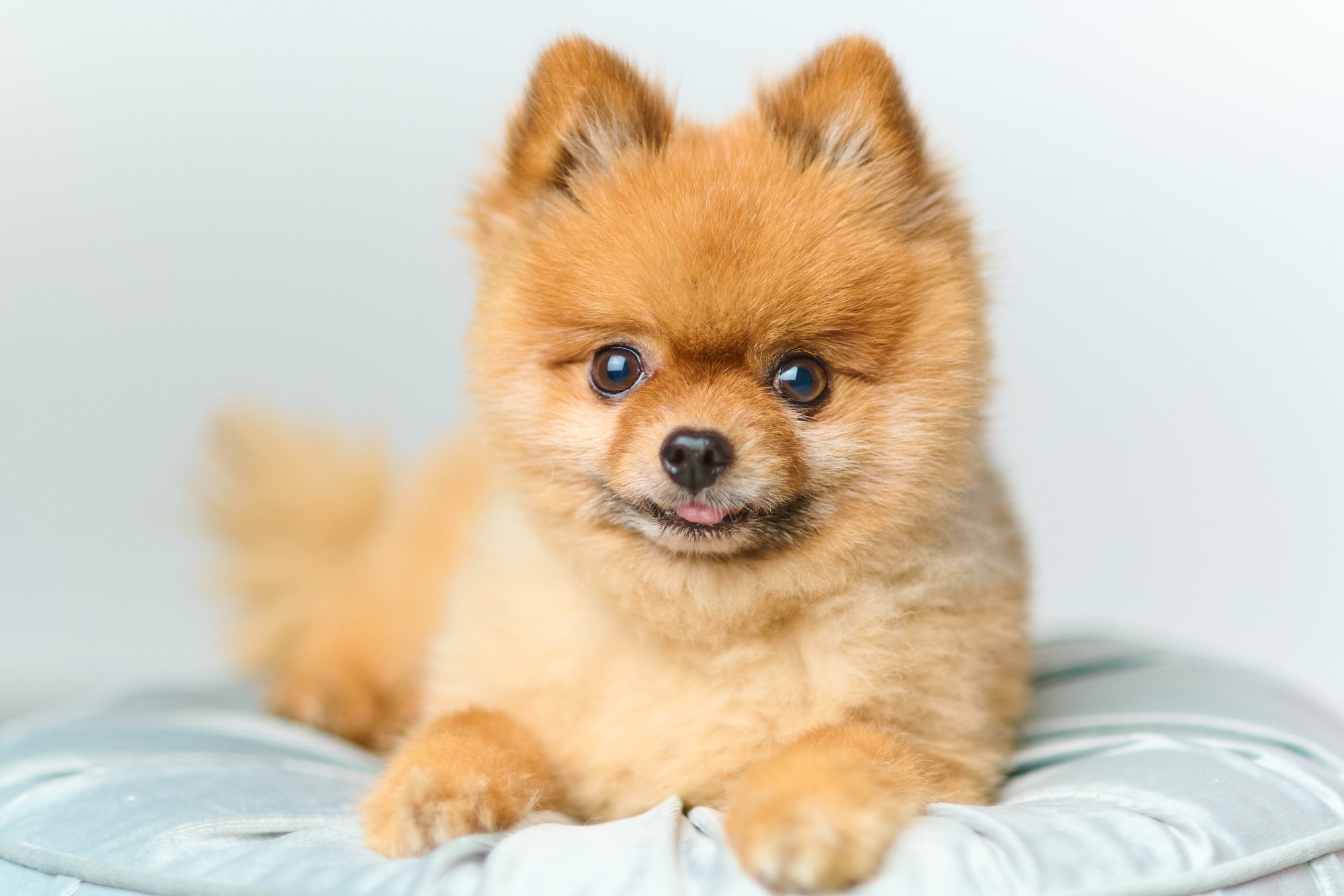 🐾毎日更新🐾]あなたは可愛いワンちゃんの気持ち、読めていますか