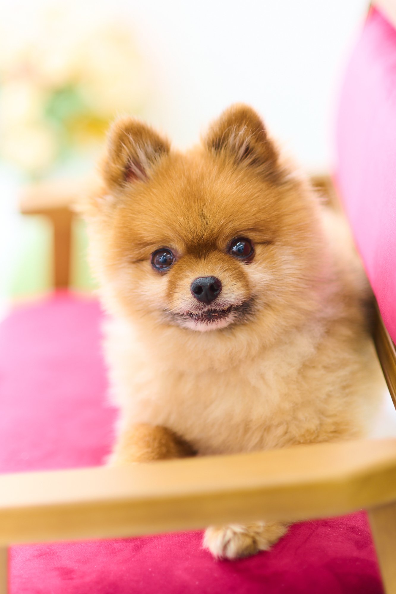 * vintage dogl ❀ きょとんとしたお顔が 可愛い ワンちゃん 大人女男子カットソー ¥2,650 2color XS-L -`📢 詳しくはオンライン