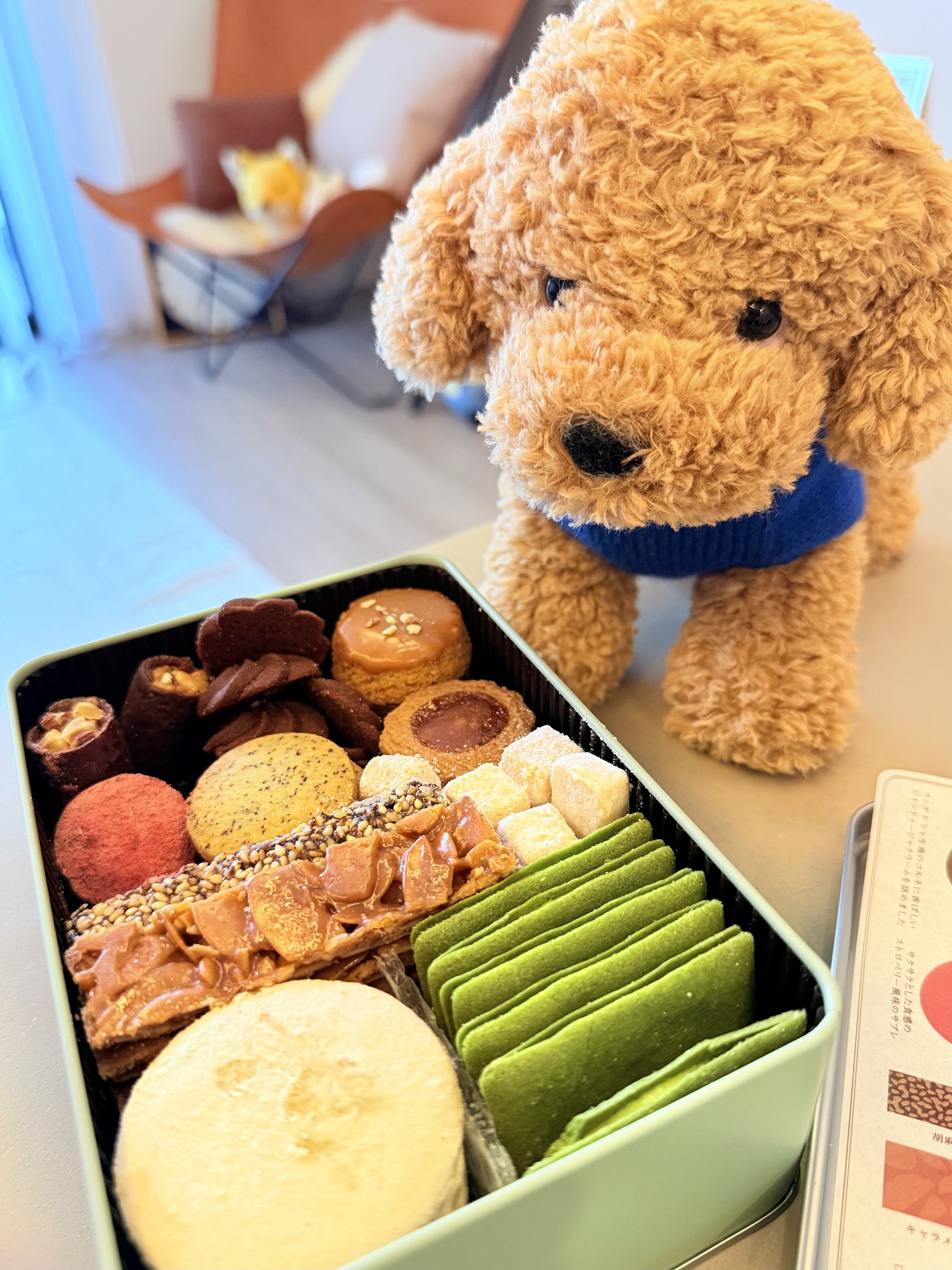 ぬい撮りSP】子犬のドンとクッキー缶🍪🐶｜Yukihiro🧸雑駁系noter