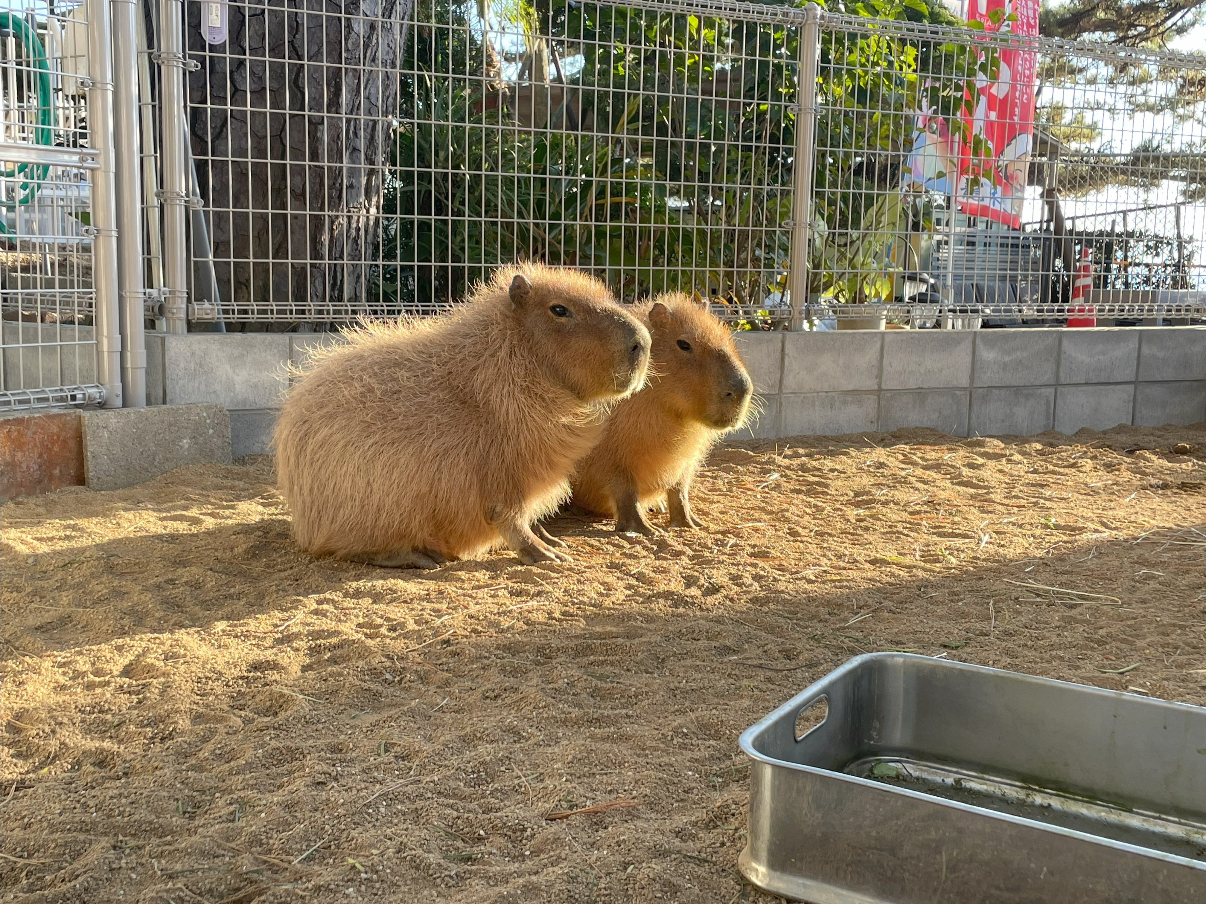 カピバラ専用 カピバラさん キャンバスアート 2026 カピバラさん 卓上カレンダー