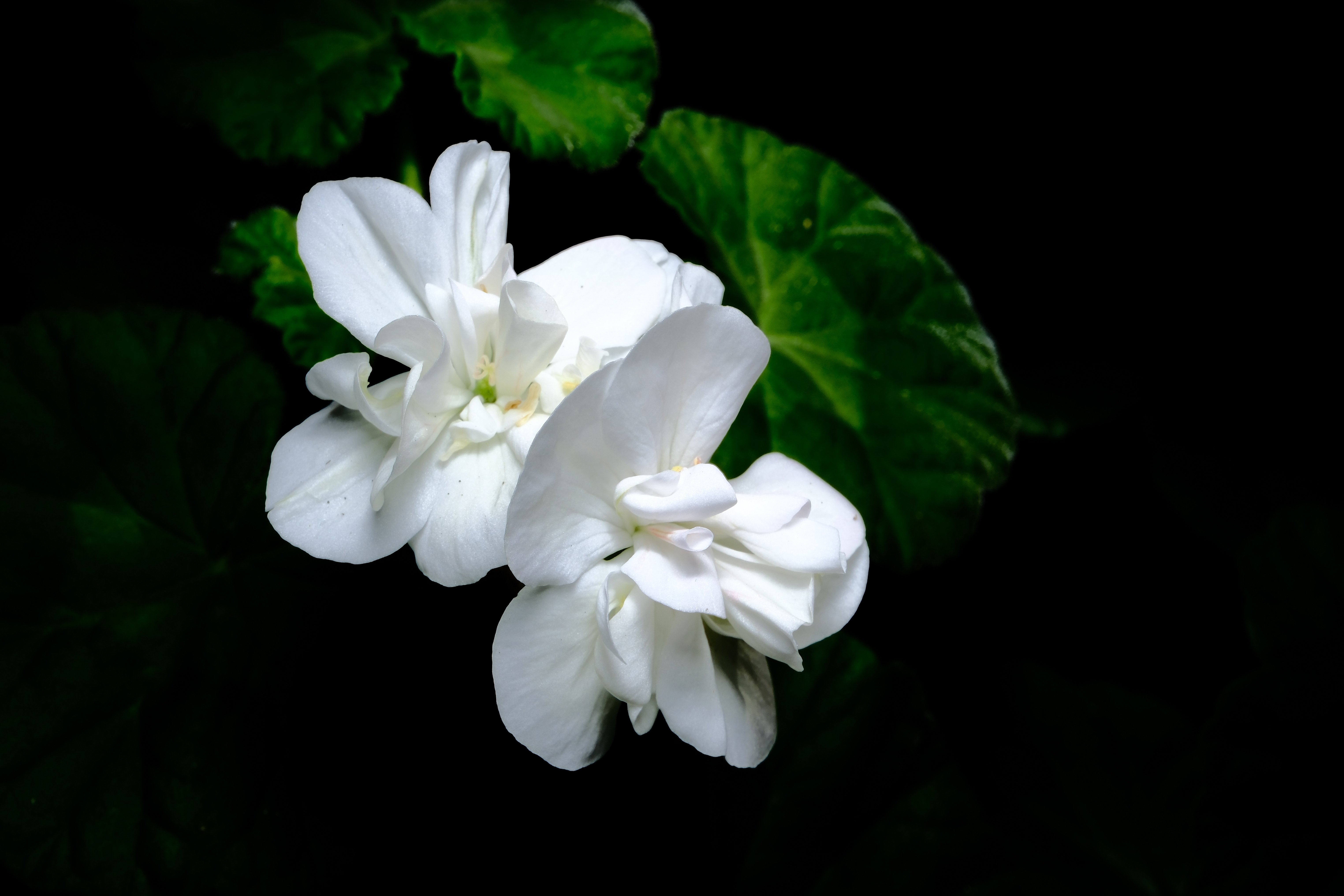 XF30mm F2.8 R LM WR MACRO で日中シンクロ撮影｜あお