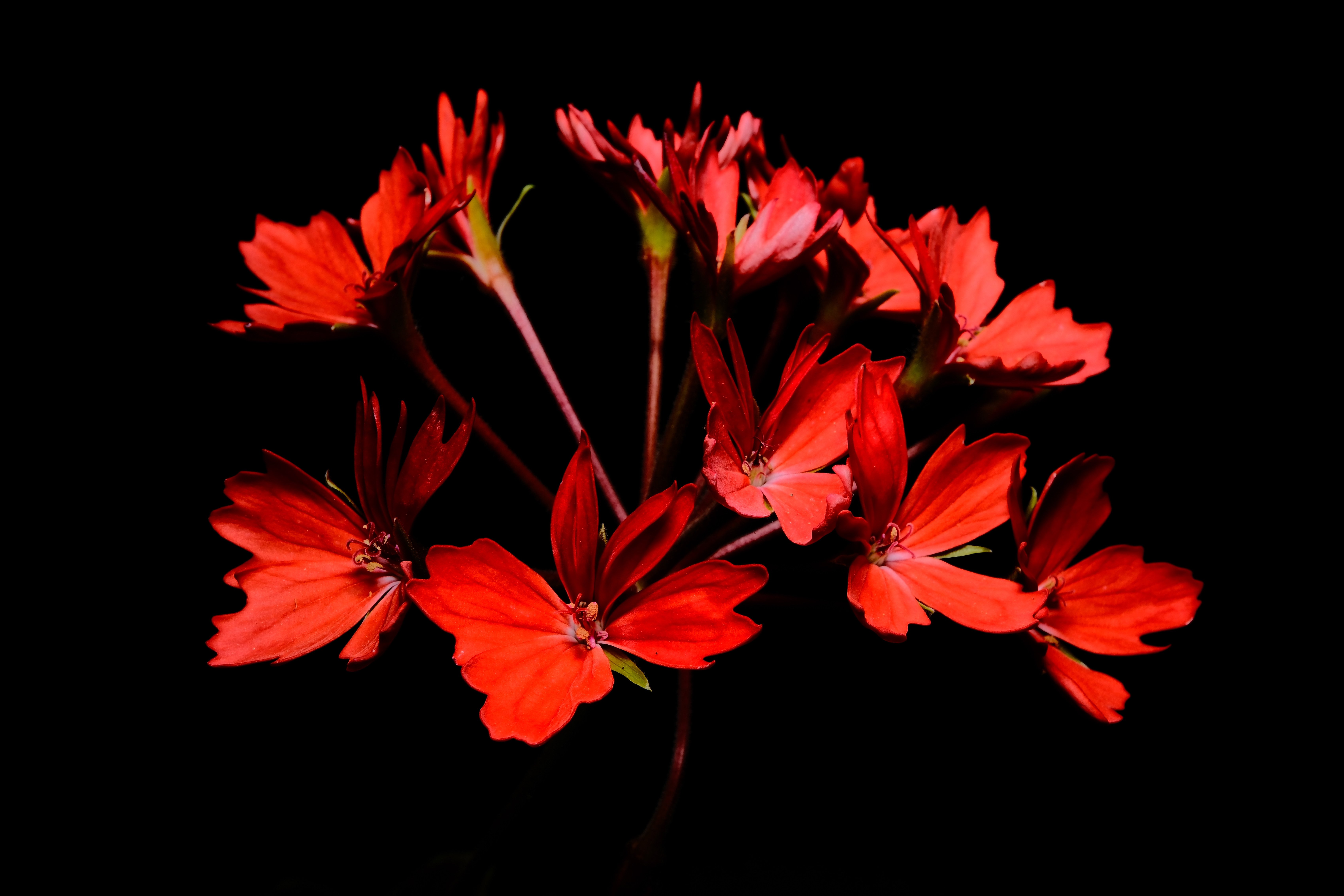 XF30mm F2.8 R LM WR MACRO で日中シンクロ撮影｜あお