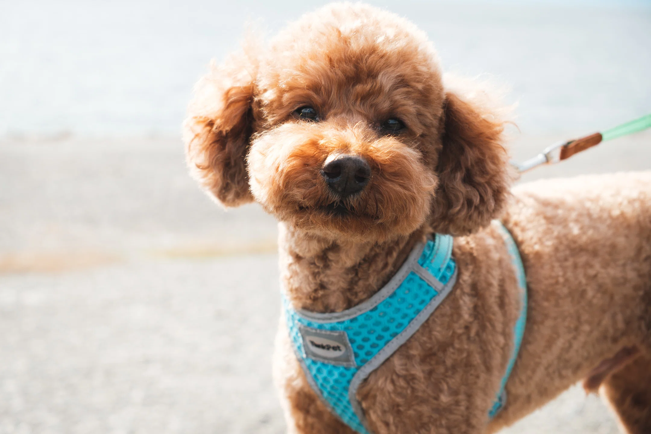 愛犬と沼津市の千本浜海岸へ行きました｜SuHa