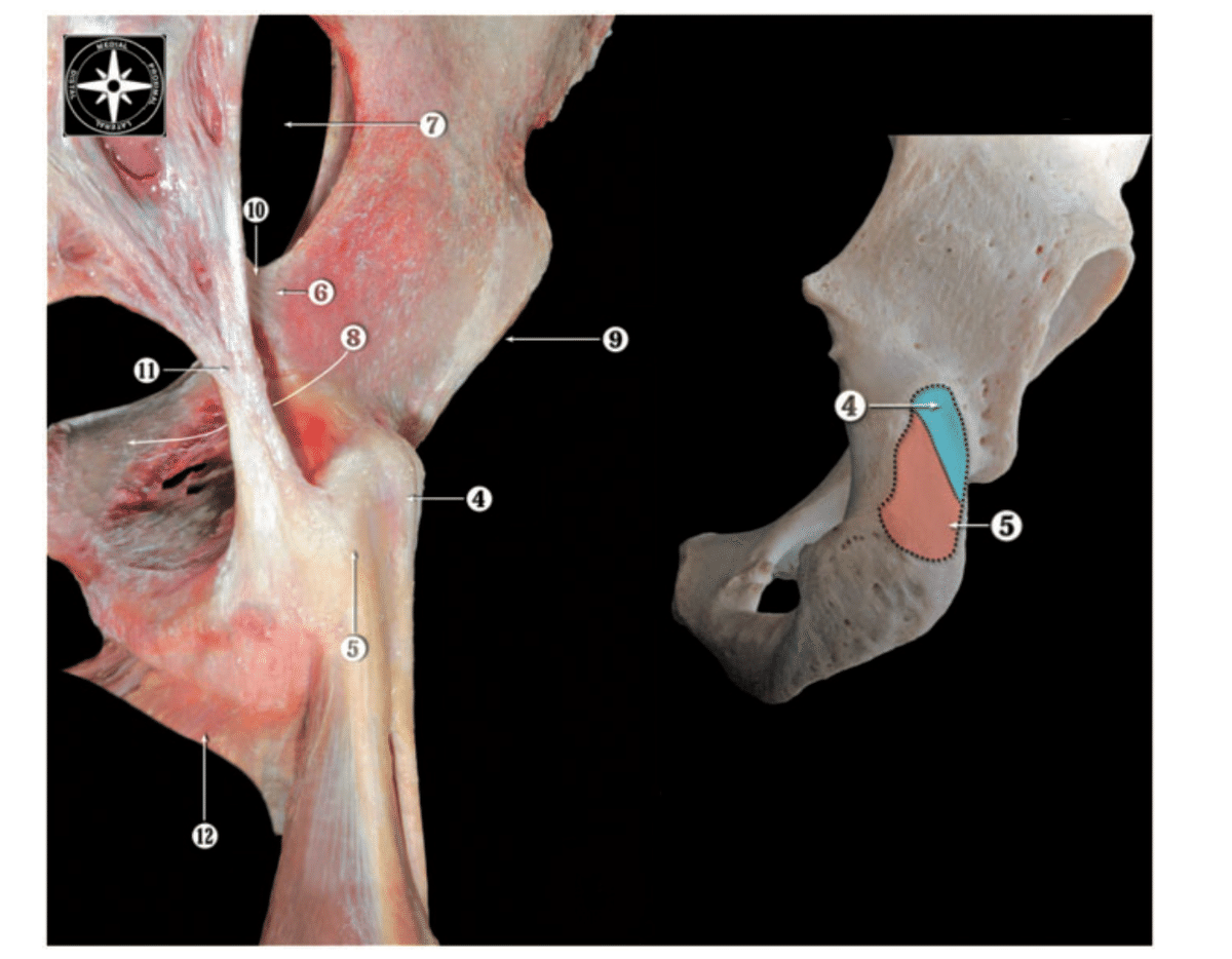 比較解剖学から紐解く股関節伸展の重要性と可動域改善アプローチ｜理学