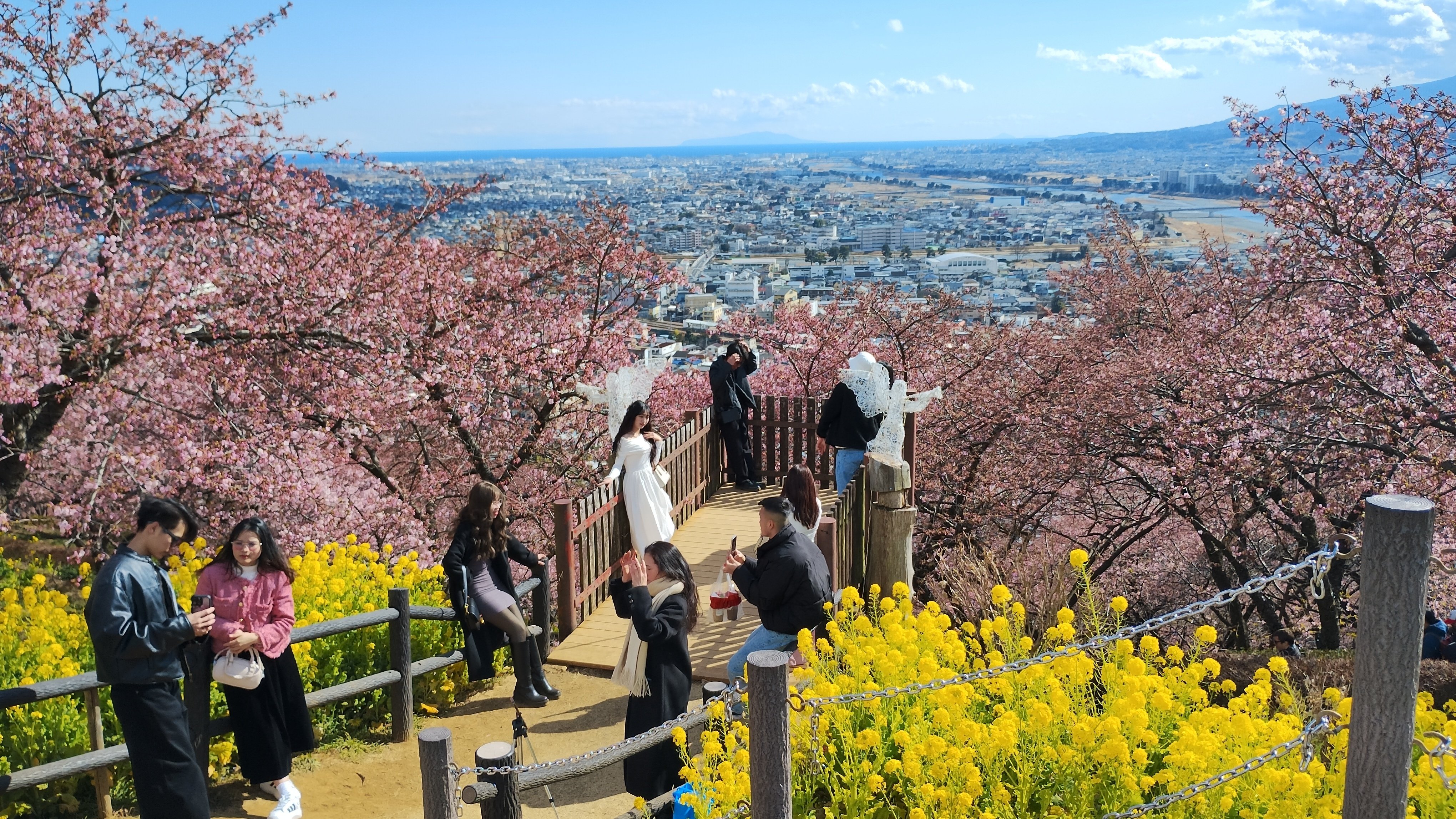春の絶景を満喫！「まつだ桜まつり」で出会う360本の河津桜🌸と菜の花