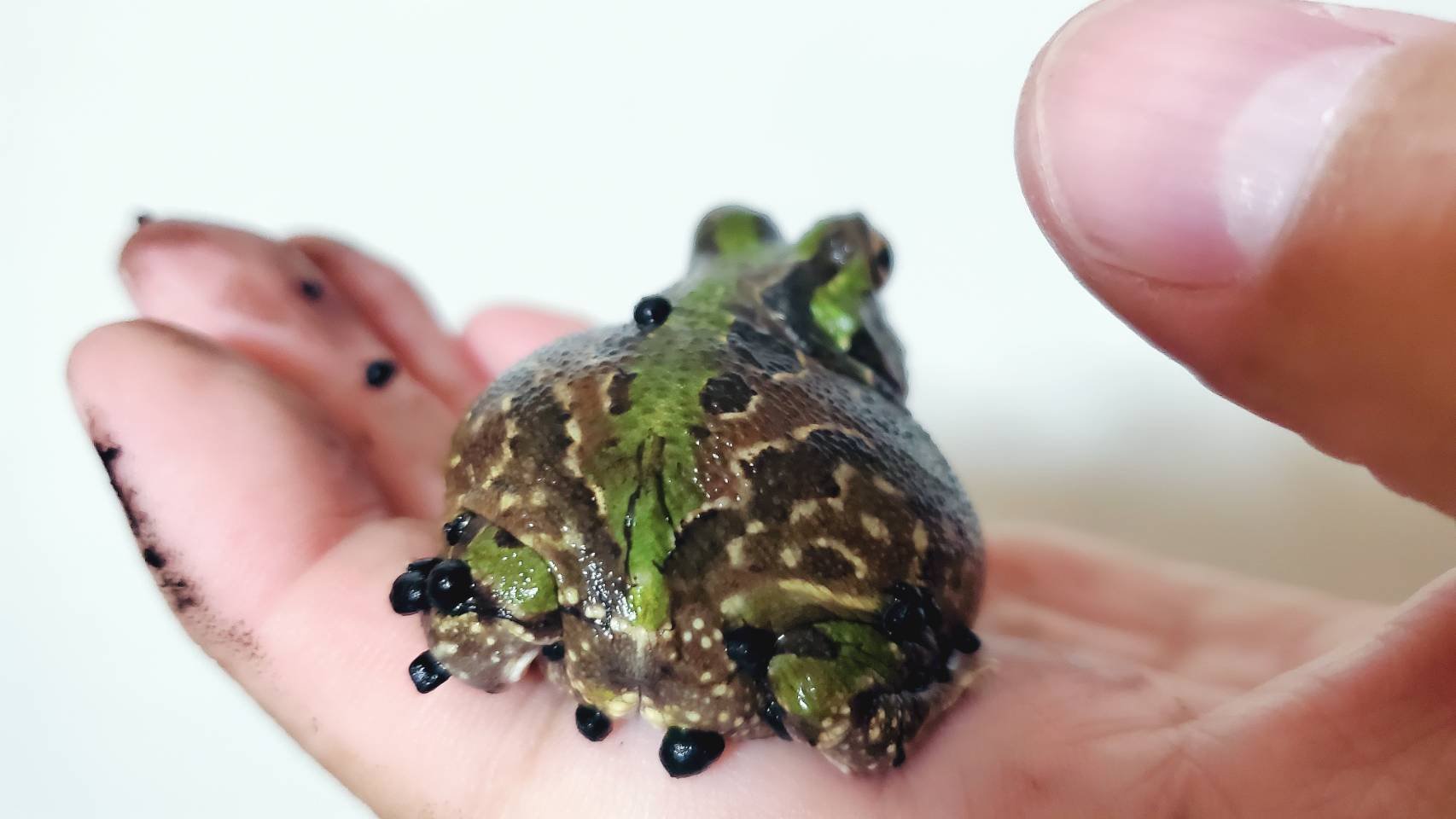 チャコガエル CBベビー 30 チャコガエル CBベビー 15