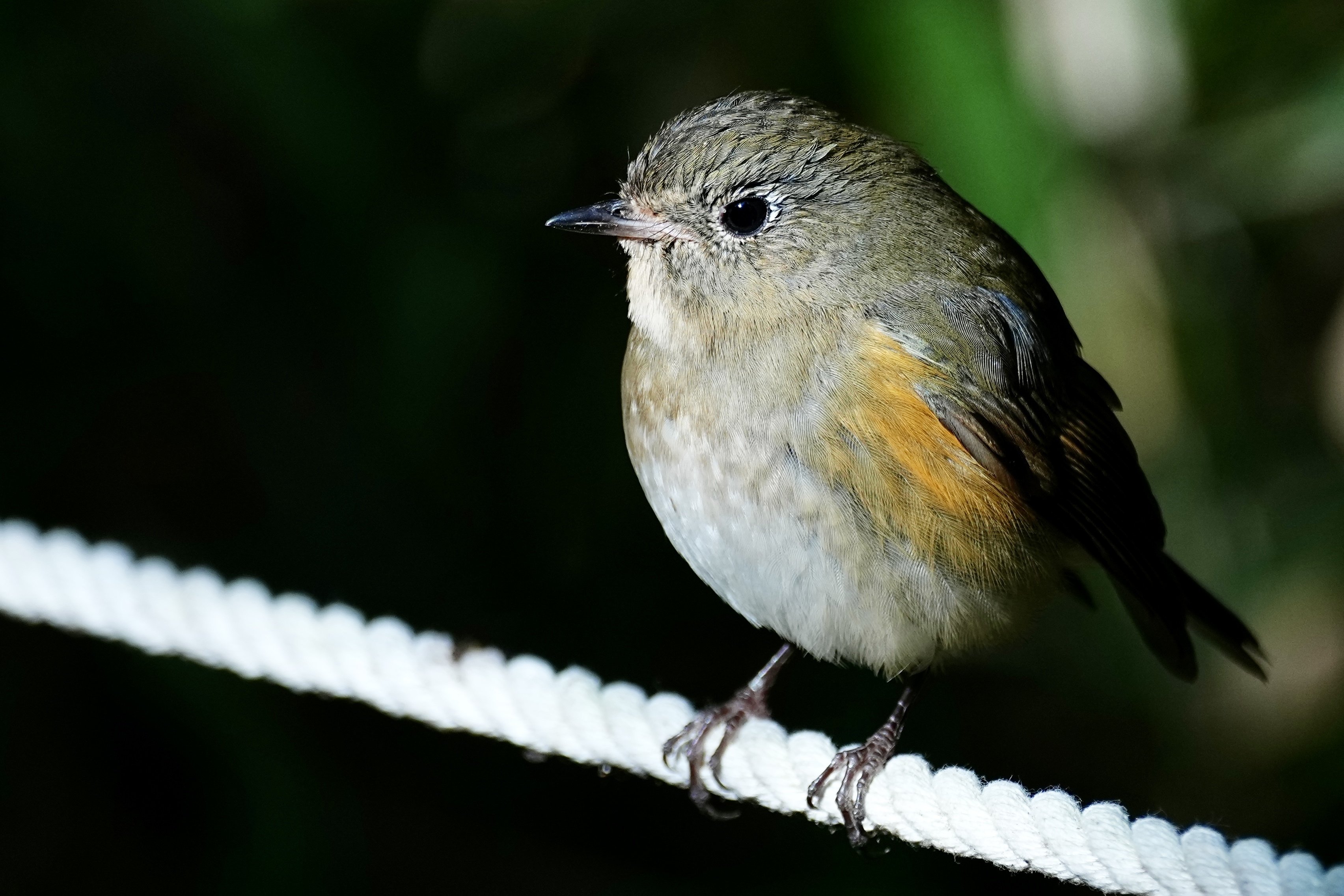 2025年元旦から野鳥撮影でルリビタキを撮る！（SONY α1Ⅱ/SIGMA