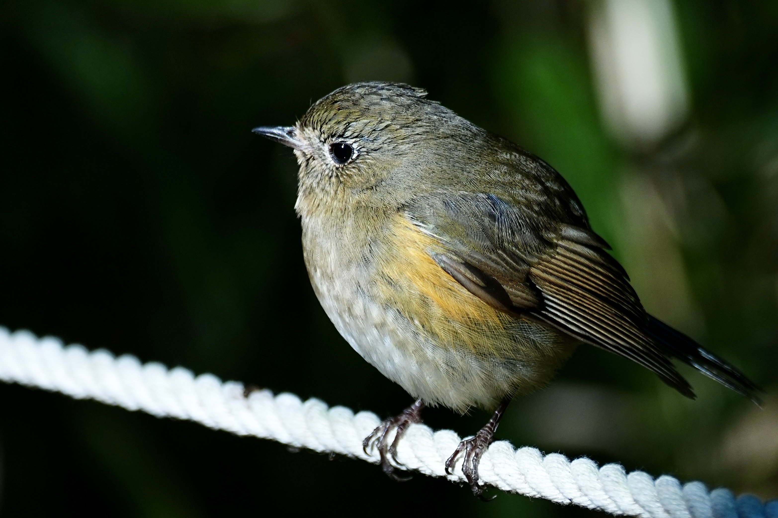 2025年元旦から野鳥撮影でルリビタキを撮る！（SONY α1Ⅱ/SIGMA