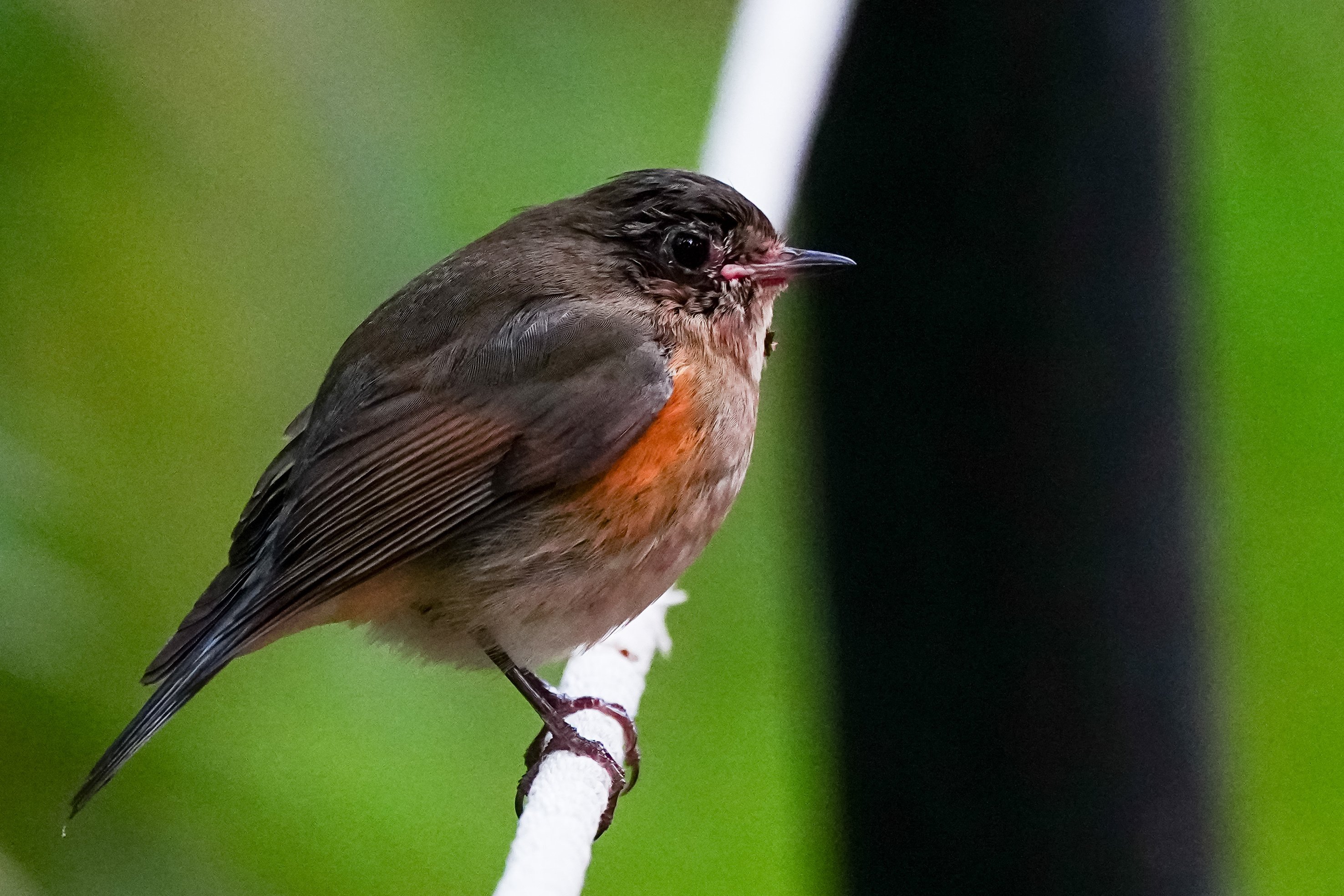 野鳥撮影で例のルリビタキ（オスの若鳥）の右目の状態が芳しくないこと